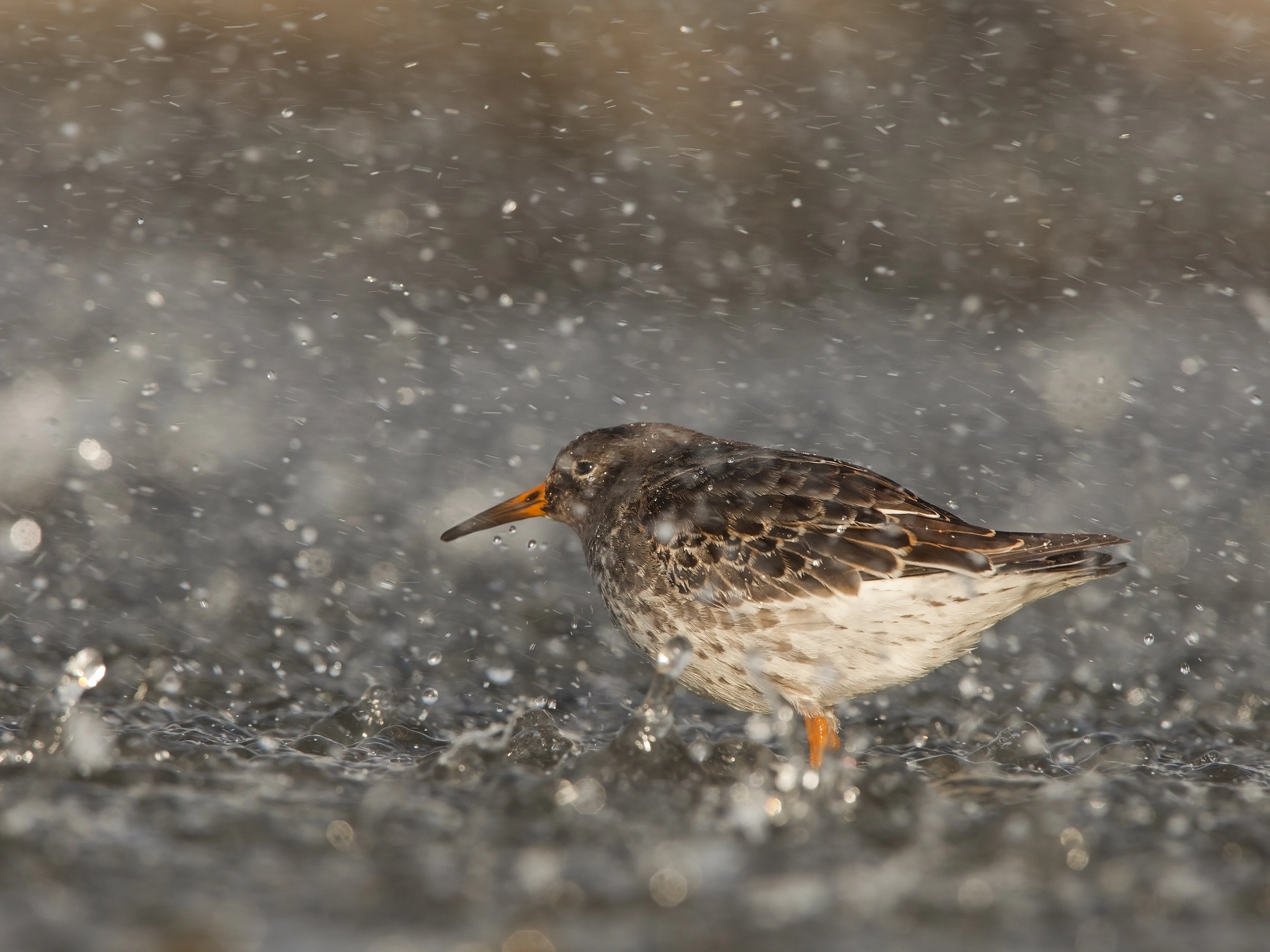 Canon EF 300mm F2.8L IS USM sample photo. Big wave over purple sandpiper photography