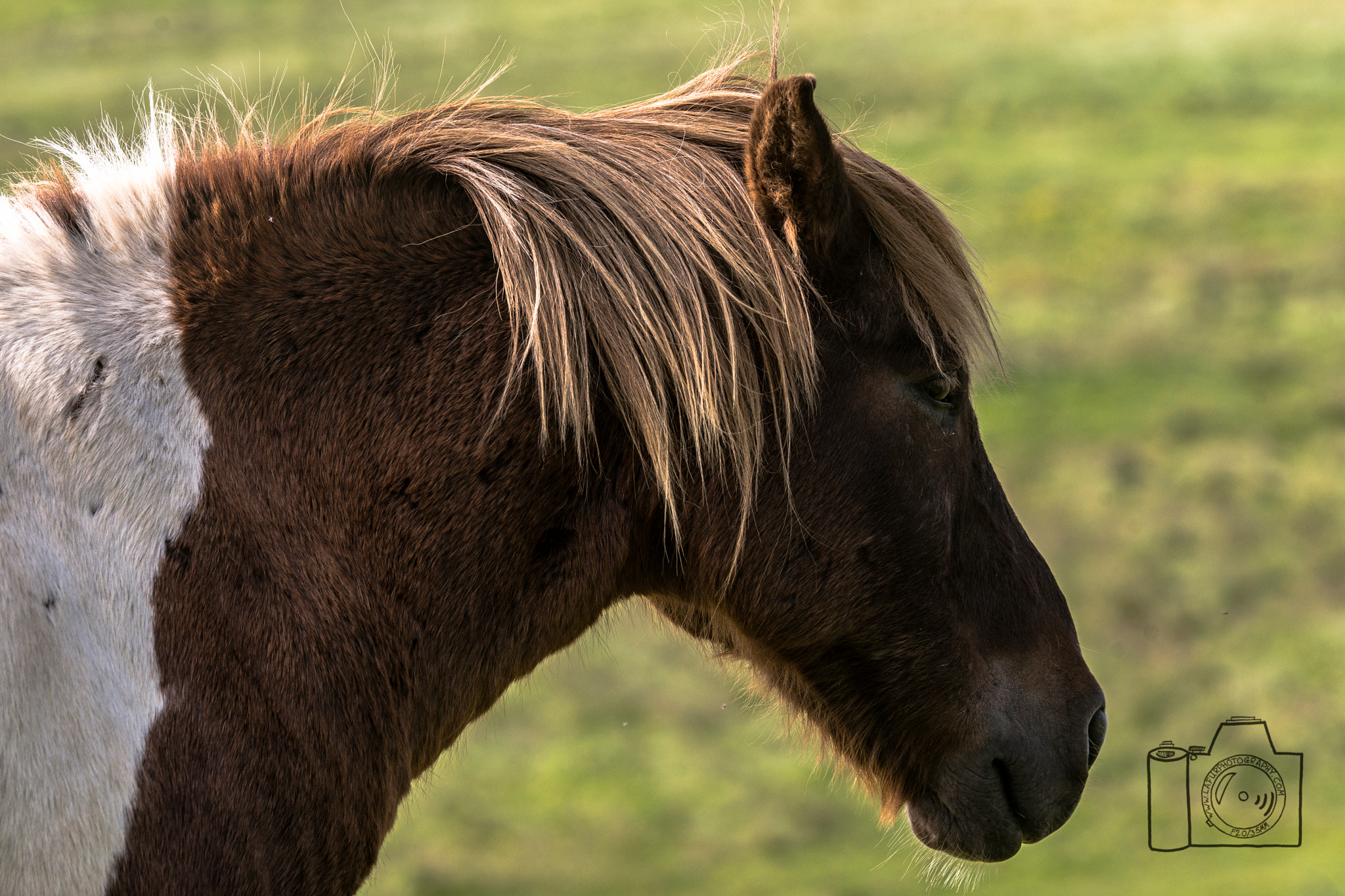 Sony a99 II + Sony 70-400mm F4-5.6 G SSM sample photo. Mr brown photography