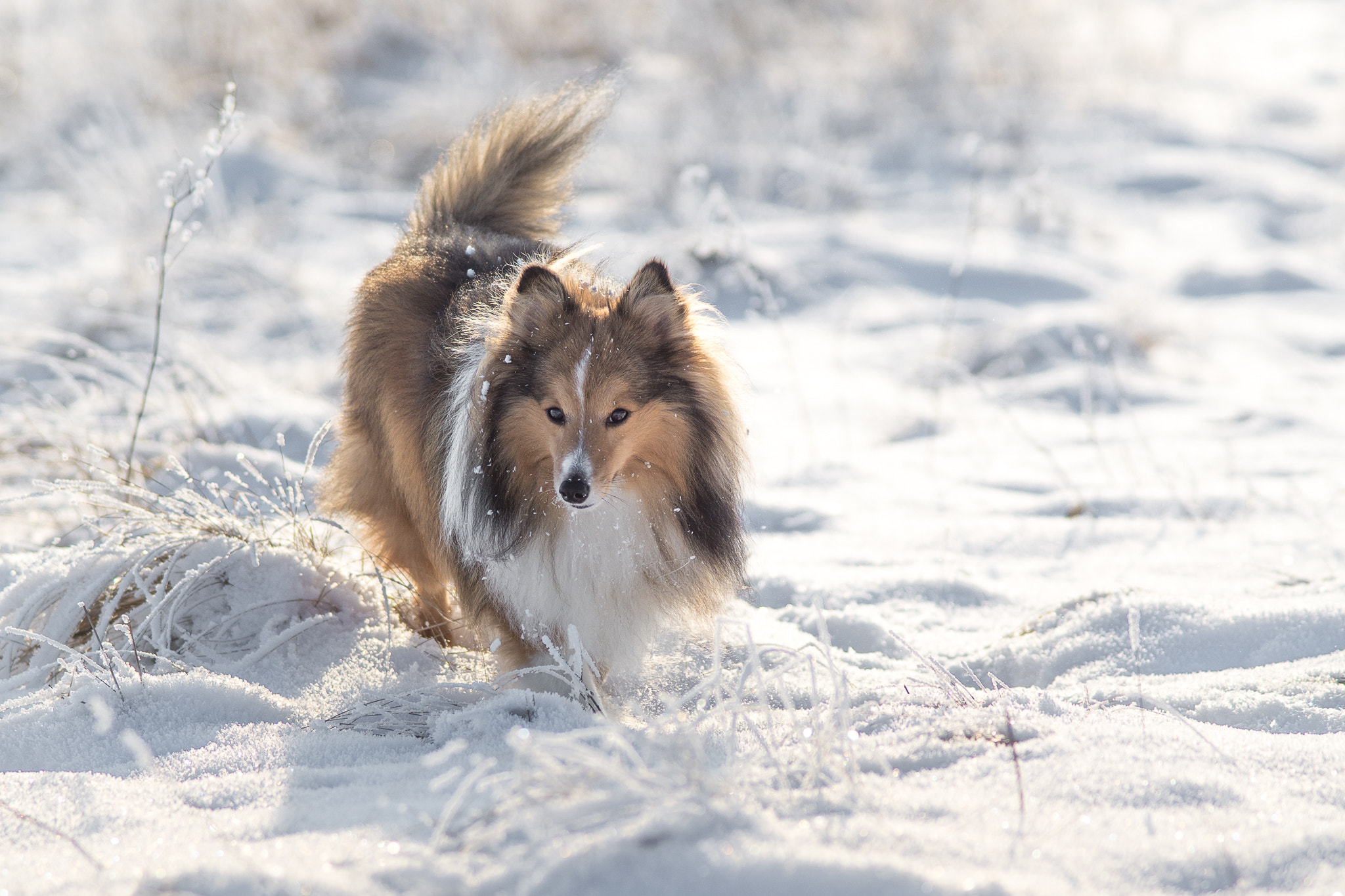 Sony ILCA-77M2 + Minolta AF 80-200mm F2.8 HS-APO G sample photo. Snowflake dog photography