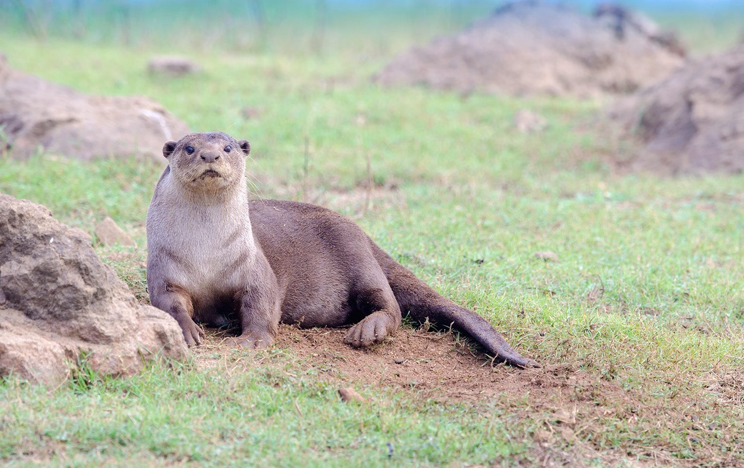 Nikon D7000 + Nikon AF-S Nikkor 500mm F4G ED VR sample photo. Smooth coated otter photography