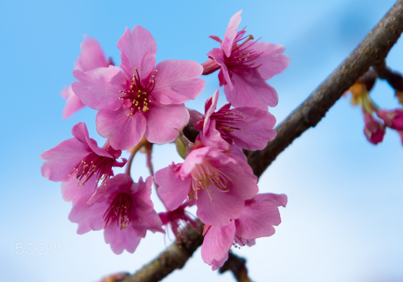 smc PENTAX-F 100-300mm F4.5-5.6 sample photo. Kawazu sakura in kawazu, shizuoka, japan. photography