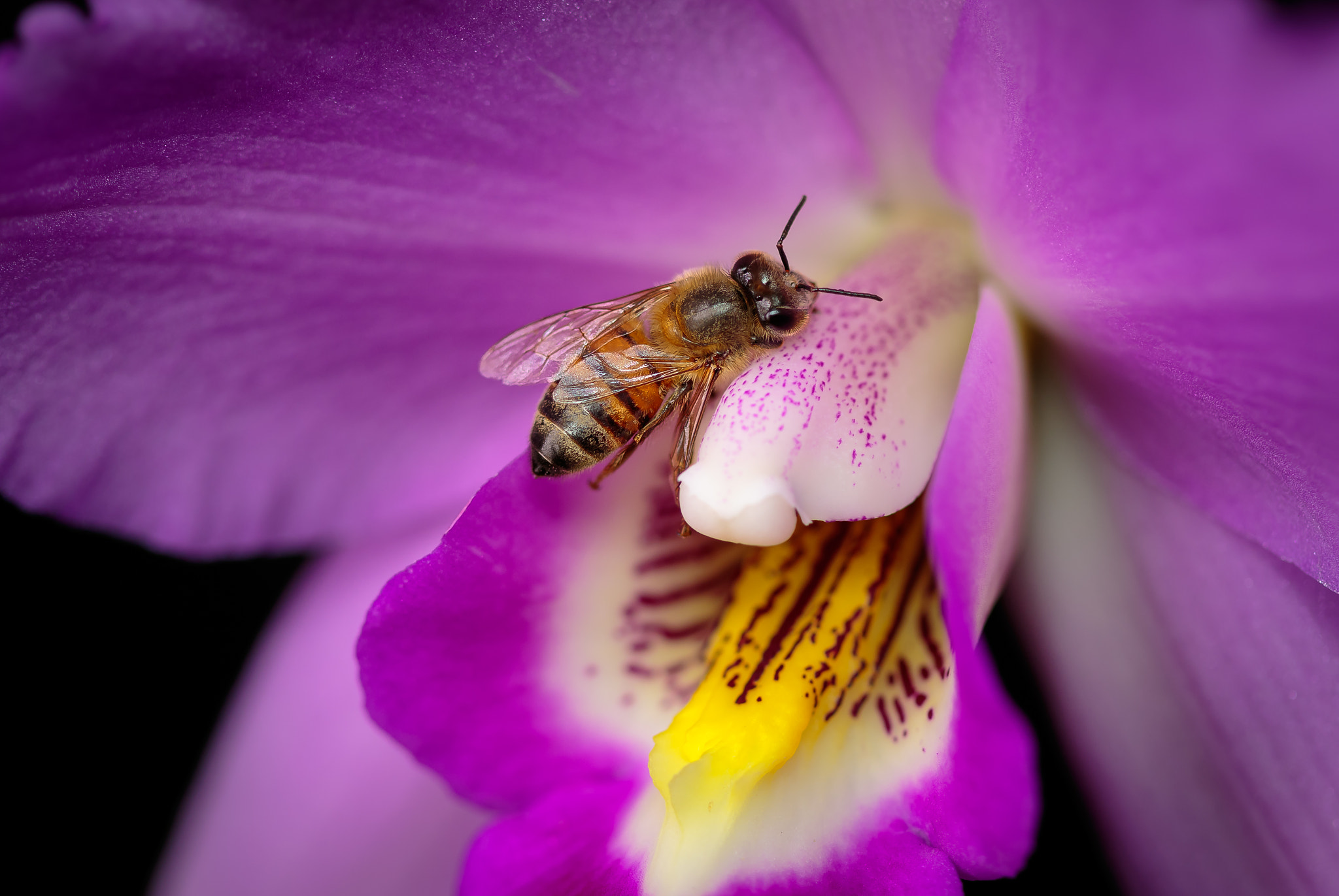 Canon EF 100mm F2.8 Macro USM sample photo. I broke my wing. photography
