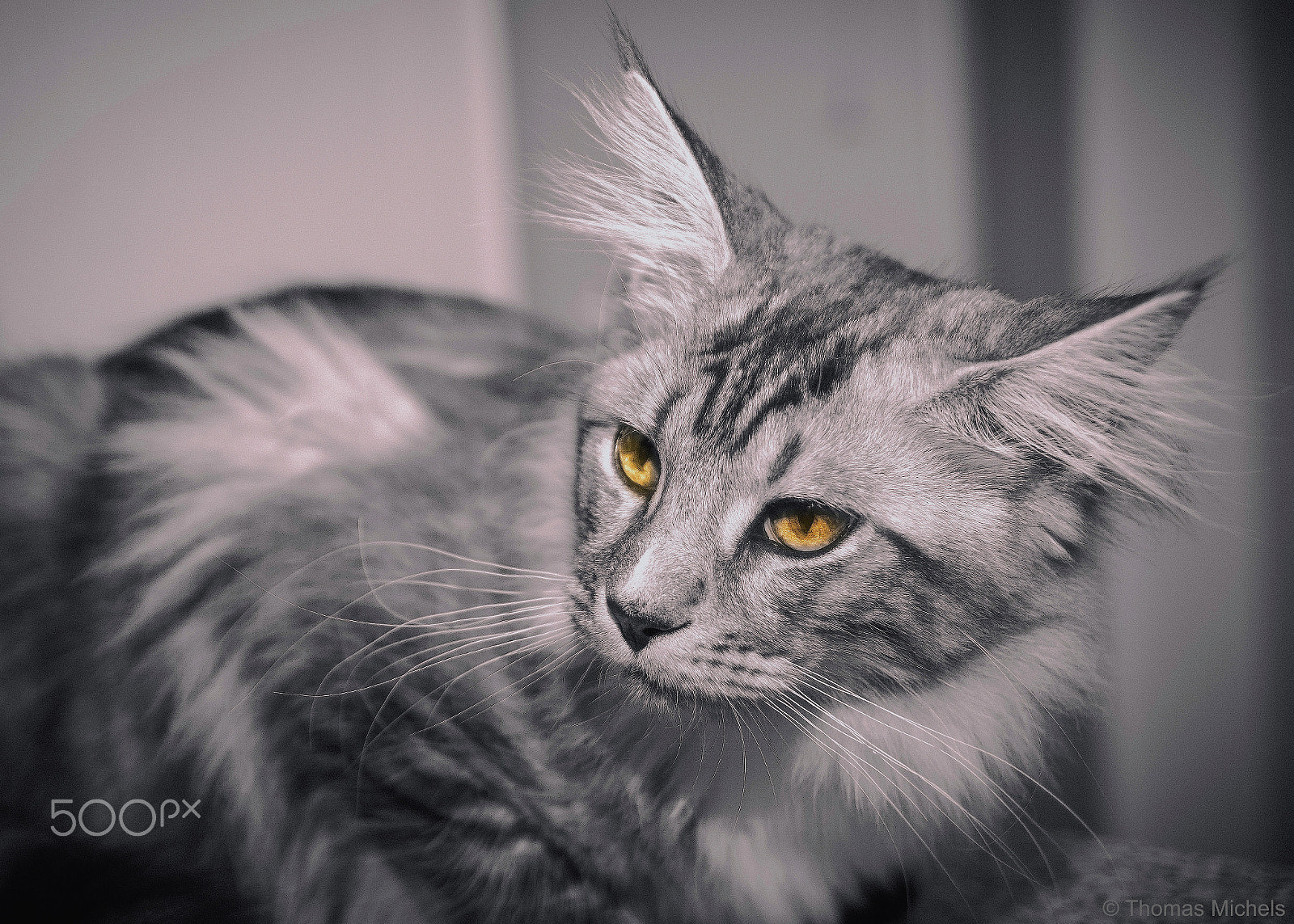 Sony SLT-A65 (SLT-A65V) sample photo. Mogly photography