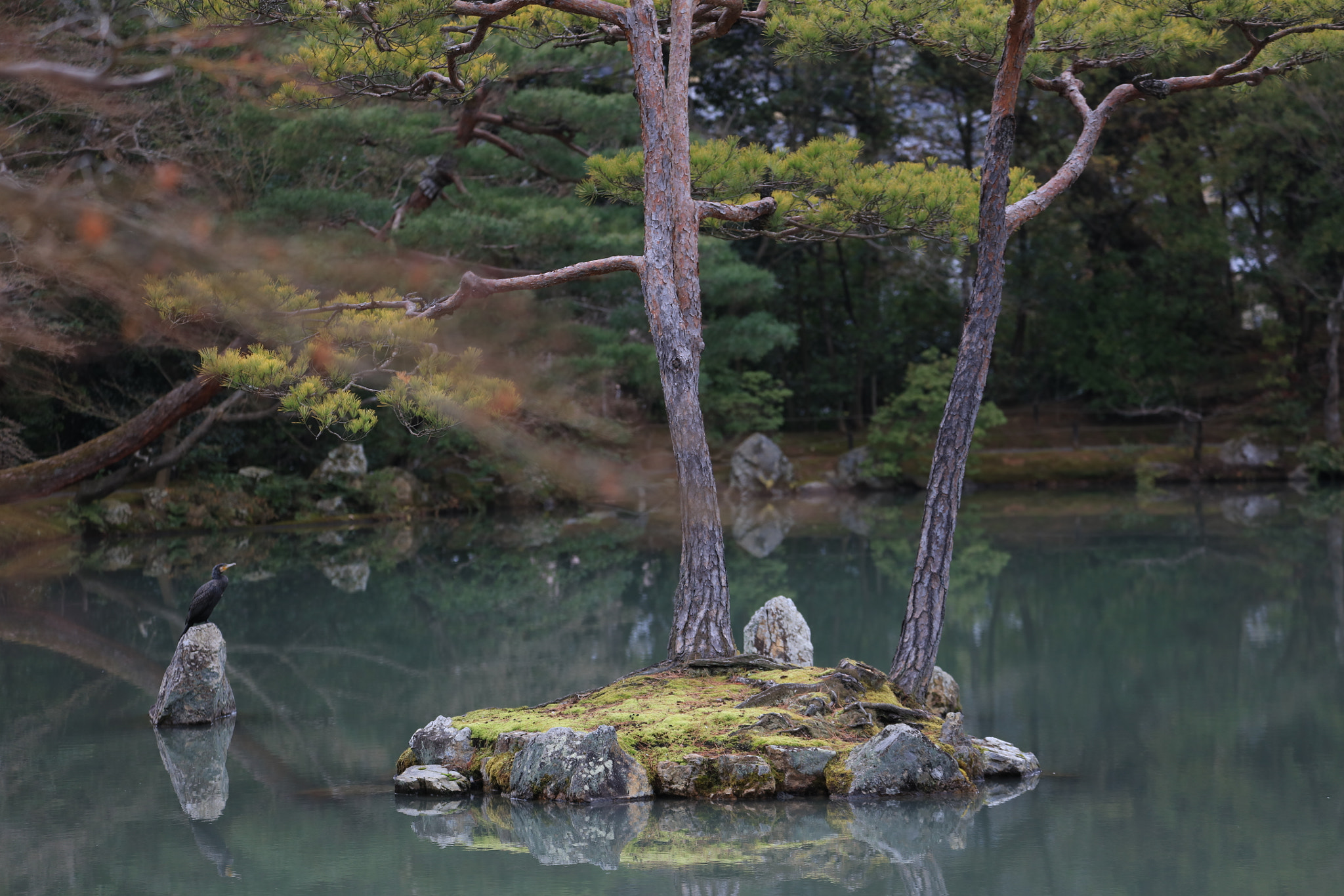 Canon EF 70-300mm F4-5.6L IS USM sample photo. Great cormorant photography