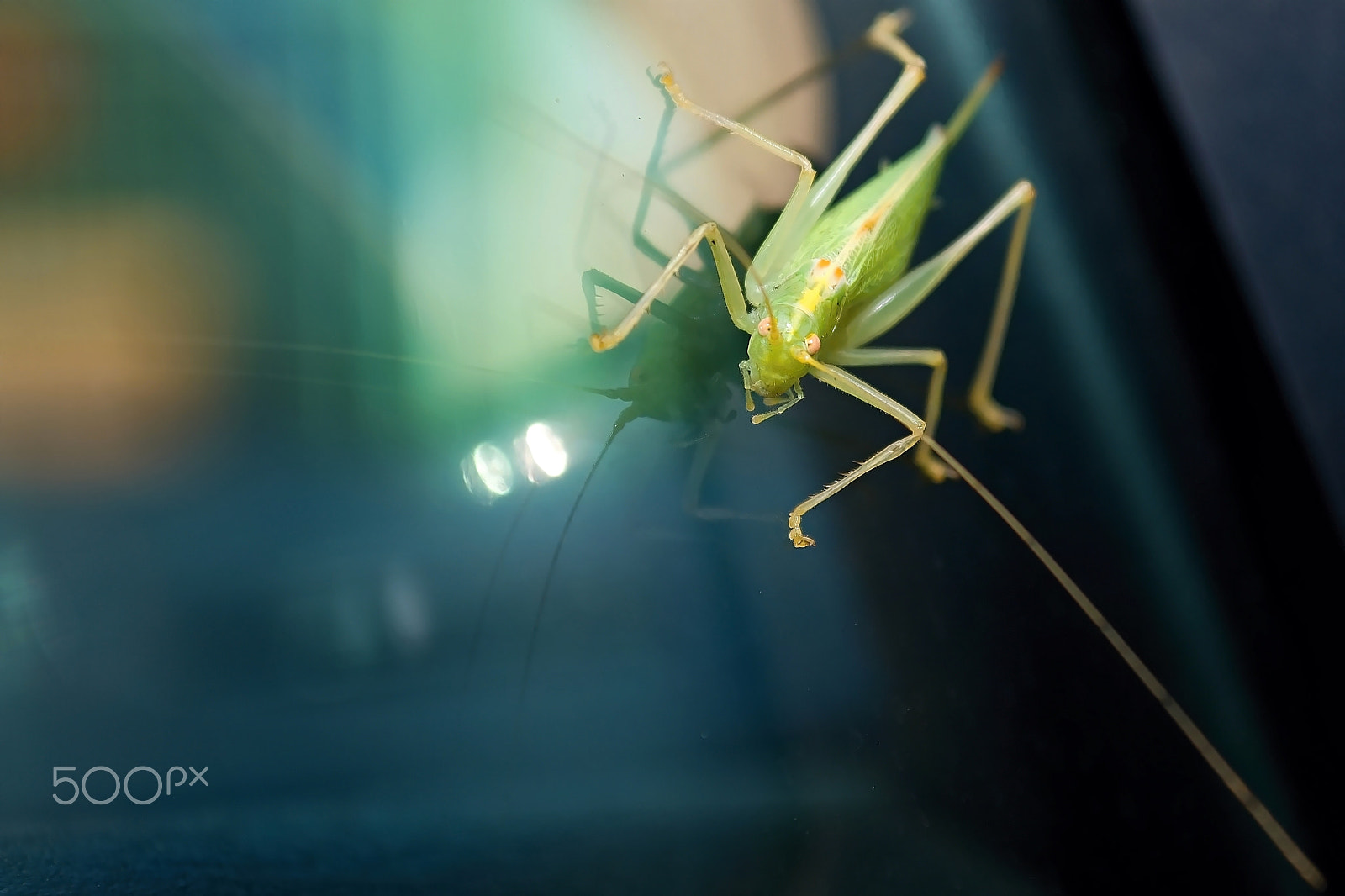 18.00 - 55.00 mm f/3.5 - 5.6 sample photo. Cricket photography