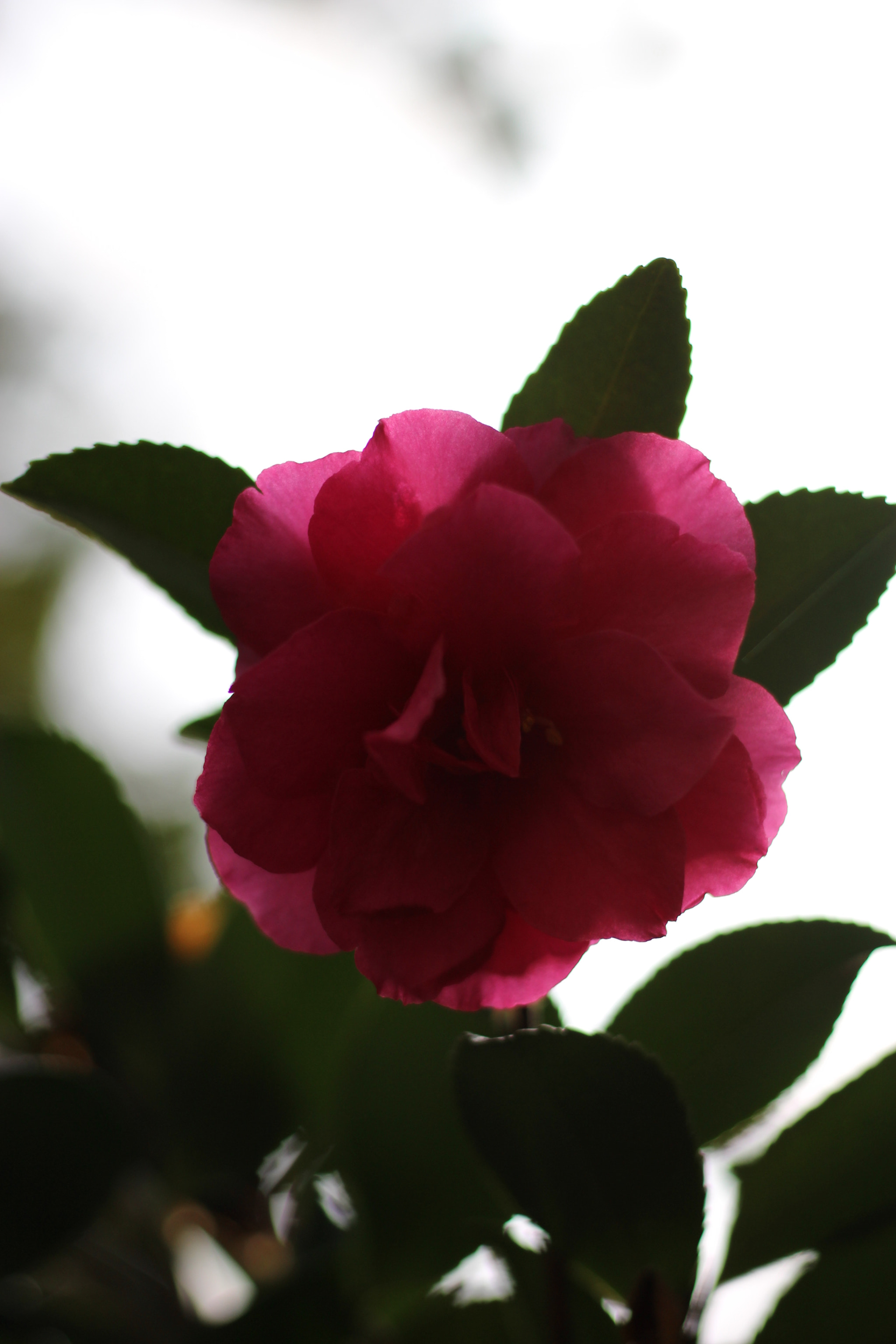 Canon EOS 100D (EOS Rebel SL1 / EOS Kiss X7) sample photo. Vivid red tsubaki photography