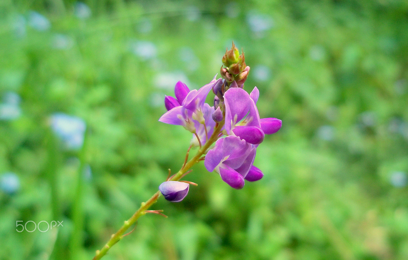 Kodak EASYSHARE M530 DIGITAL CAMERA sample photo. Purple haze photography