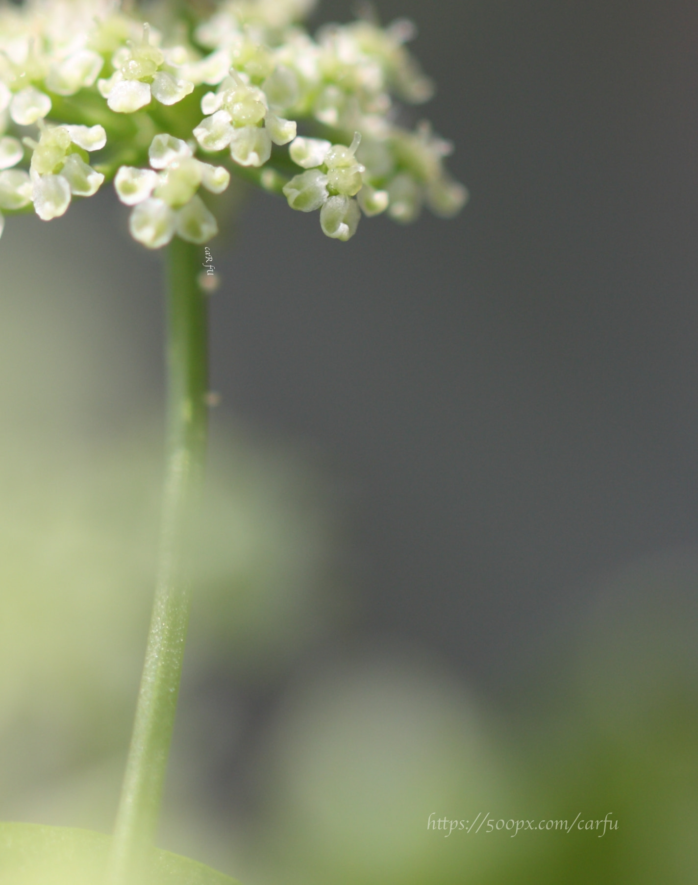 Canon EF 100mm F2.8L Macro IS USM sample photo. 芹菜花 photography