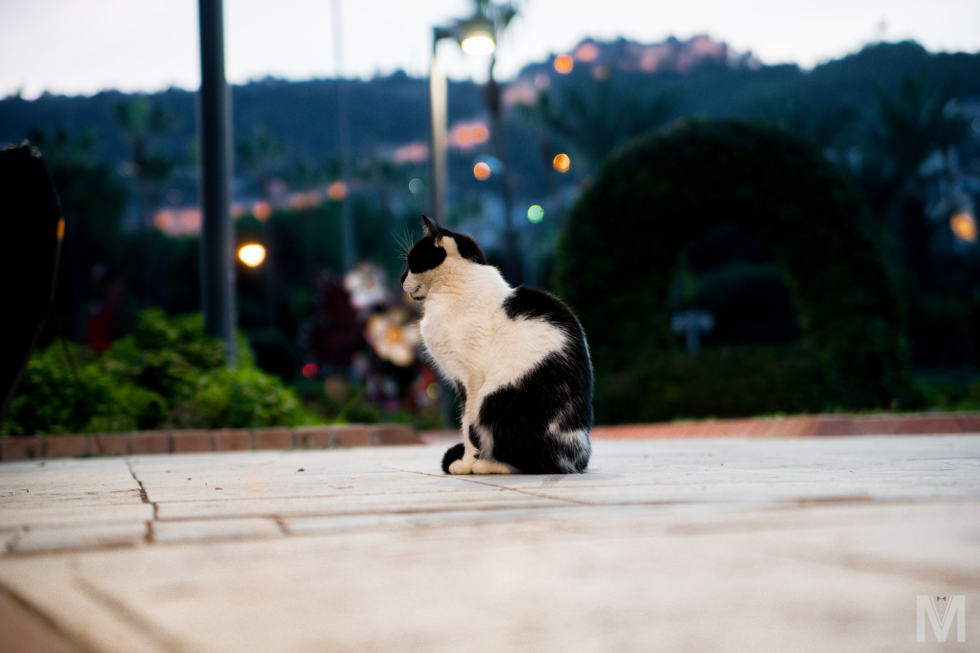 Sony a99 II + Tamron SP 24-70mm F2.8 Di VC USD sample photo. Caturday. meditate. photography