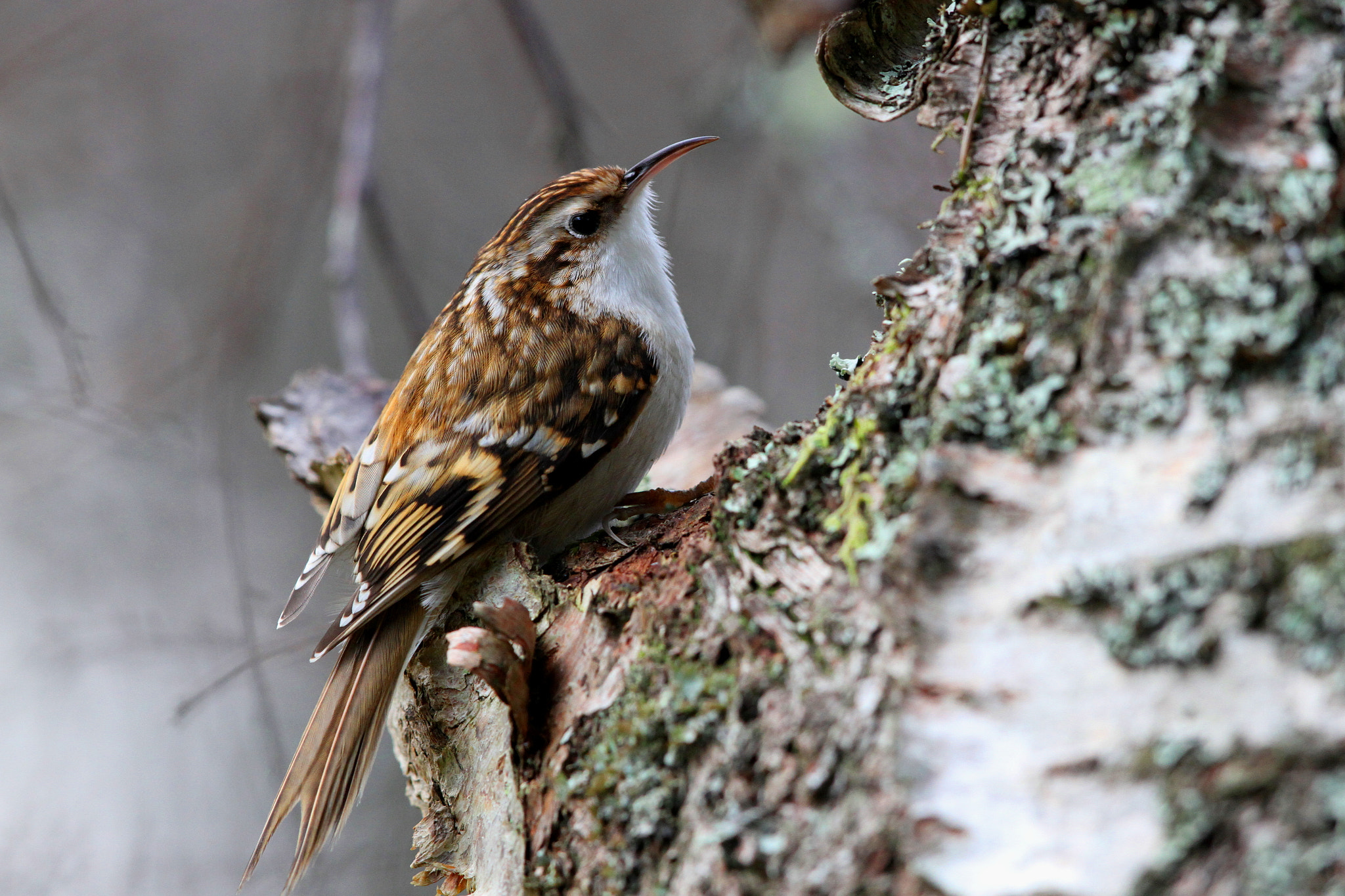 Canon EF 500mm F4L IS II USM sample photo. Tree creeper 2 photography