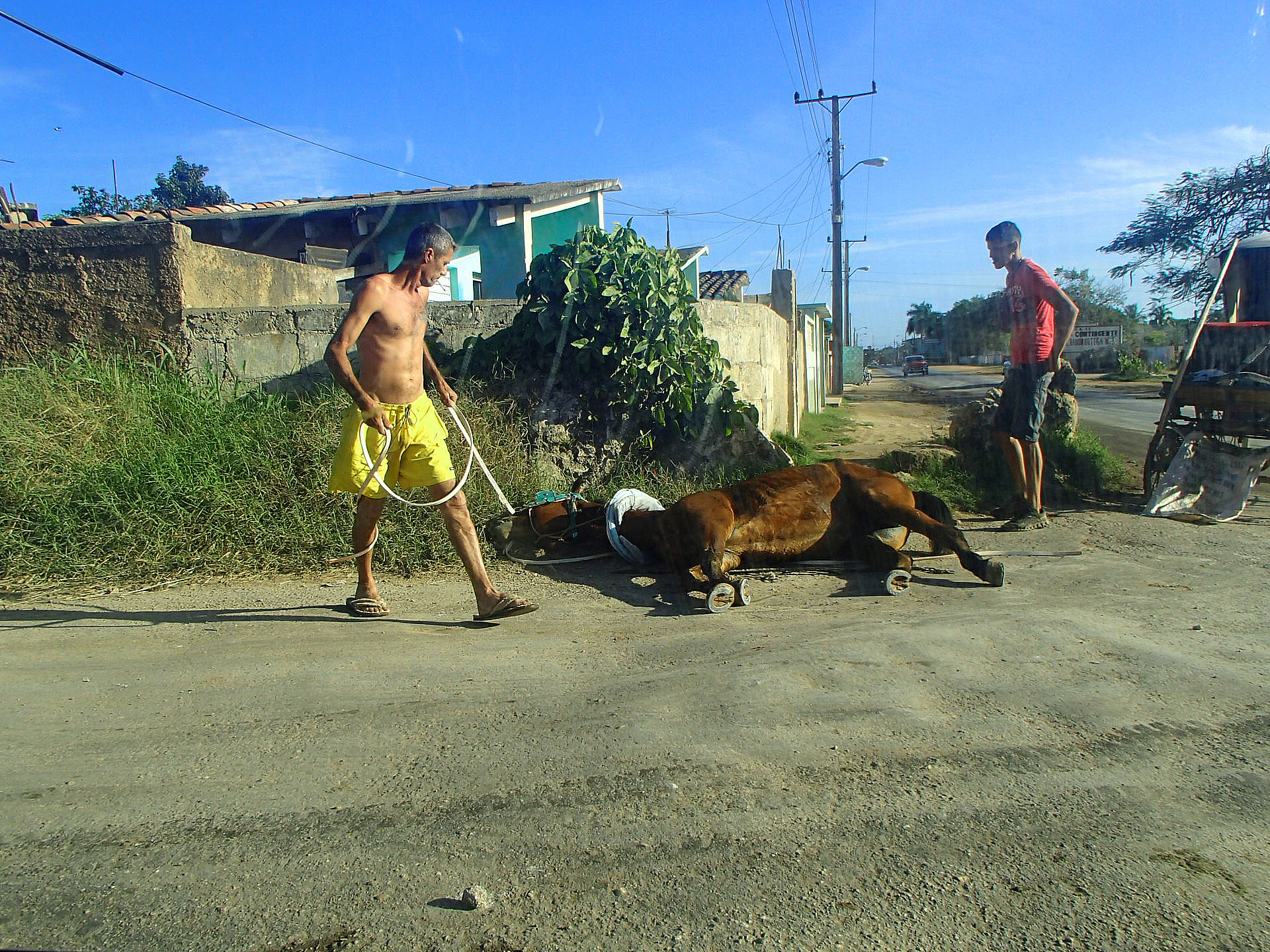 Olympus TG-630 sample photo. The fallen horse photography