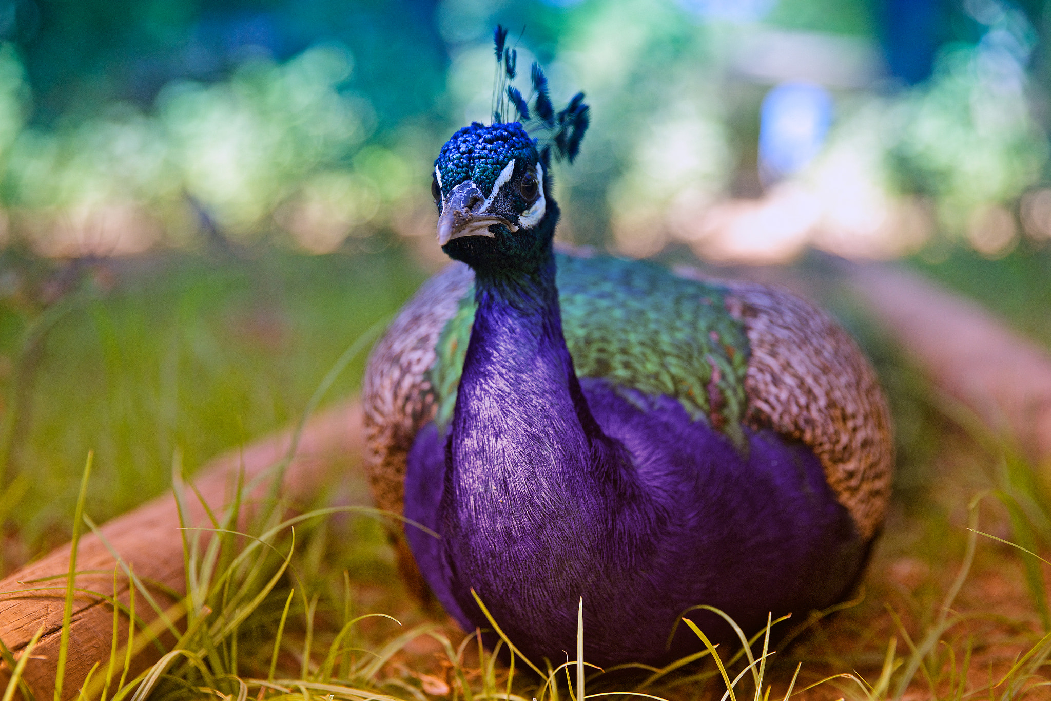 Sony a7R + Canon EF 85mm F1.2L II USM sample photo. Peacock photography