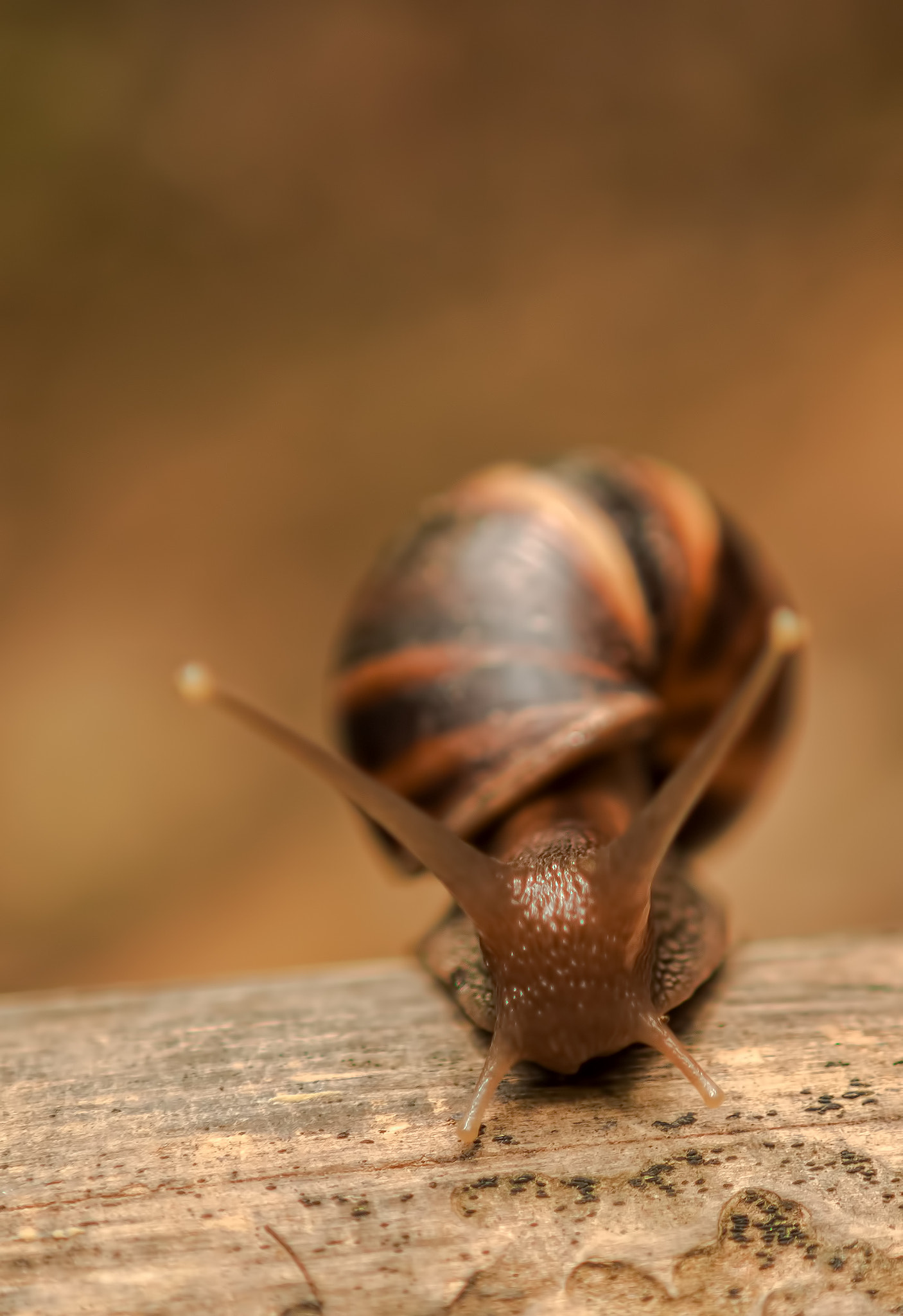 Canon EOS 500D (EOS Rebel T1i / EOS Kiss X3) + Canon EF 24-70mm F2.8L USM sample photo. Snail photography