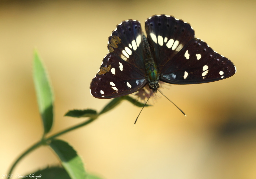 Canon 150mm sample photo. Mediterranian butterfly photography