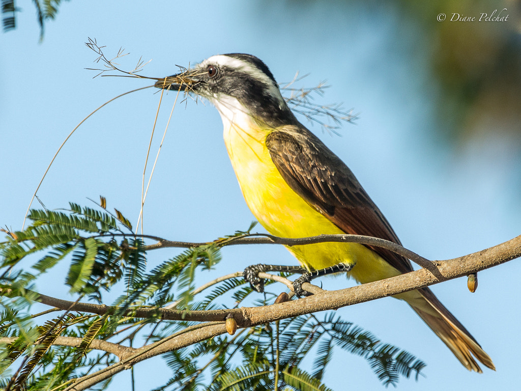 Canon EF 300mm F2.8L IS II USM sample photo. Great kiskadee - tyran quiquivi photography