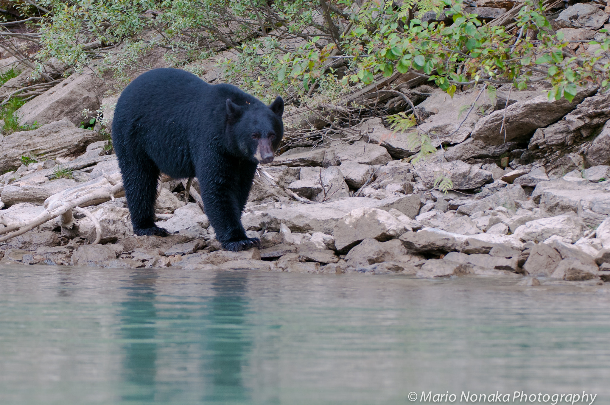 Nikon AF-S Nikkor 200-400mm F4G ED-IF VR sample photo. Black bear photography