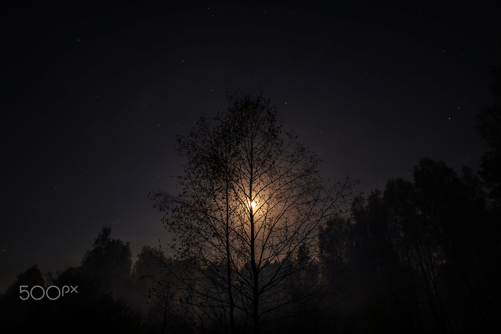 Nikon D700 + AF Nikkor 20mm f/2.8 sample photo. Black feathered sun photography
