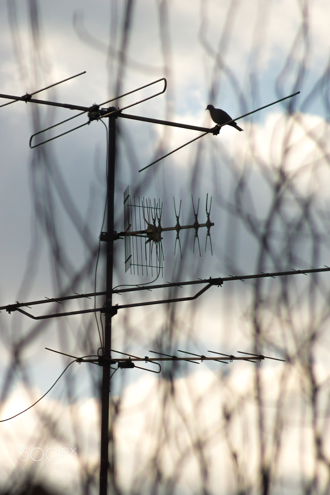 Sony Alpha NEX-7 + Minolta AF 100-200mm F4.5 sample photo. Turtledove on a tv antenna photography