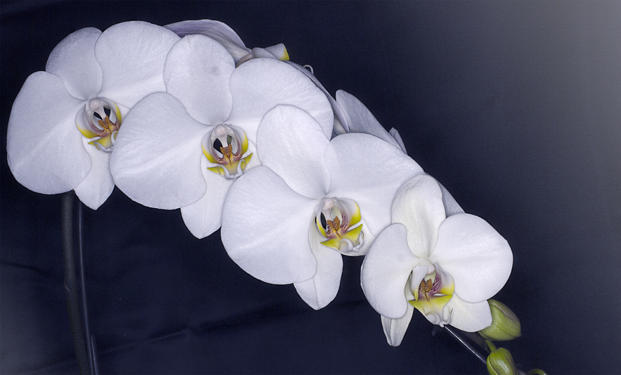 Panasonic Leica DG Macro-Elmarit 45mm F2.8 ASPH OIS sample photo. Orchidee photography