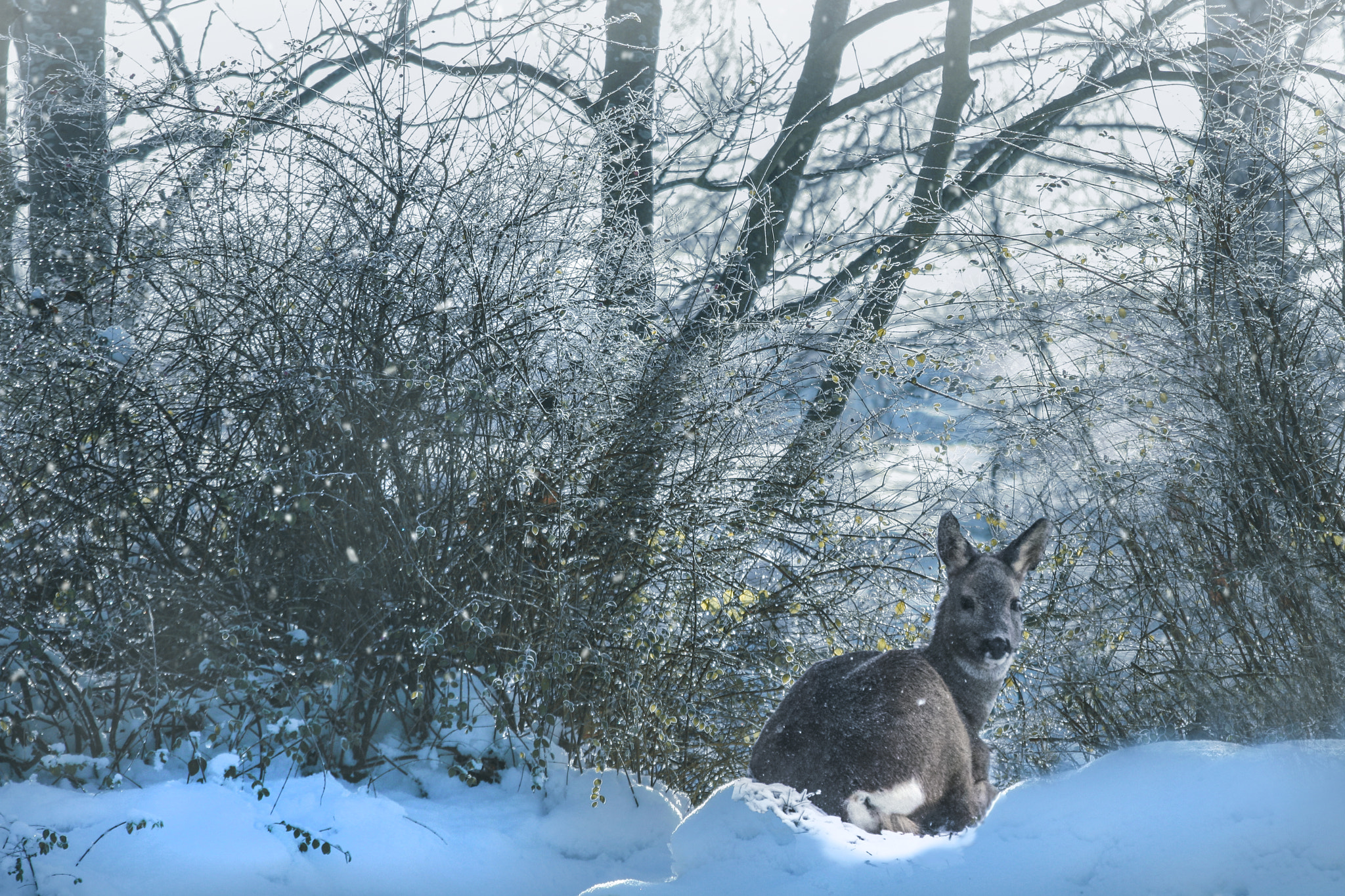 Canon EF 70-300mm F4-5.6 IS USM sample photo. Don't like huntning.... photography