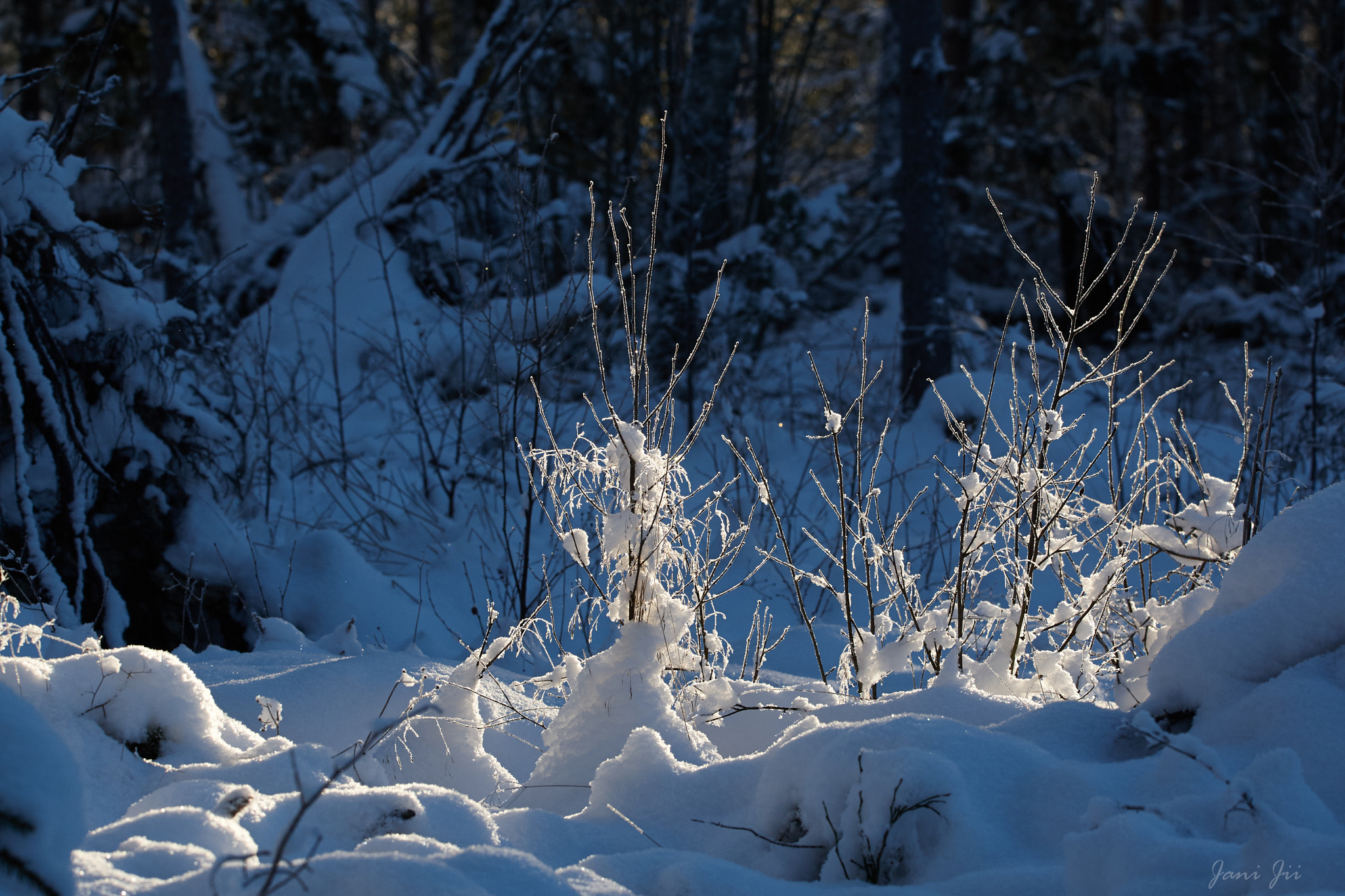 Canon EOS-1D Mark III sample photo. Dark forest photography
