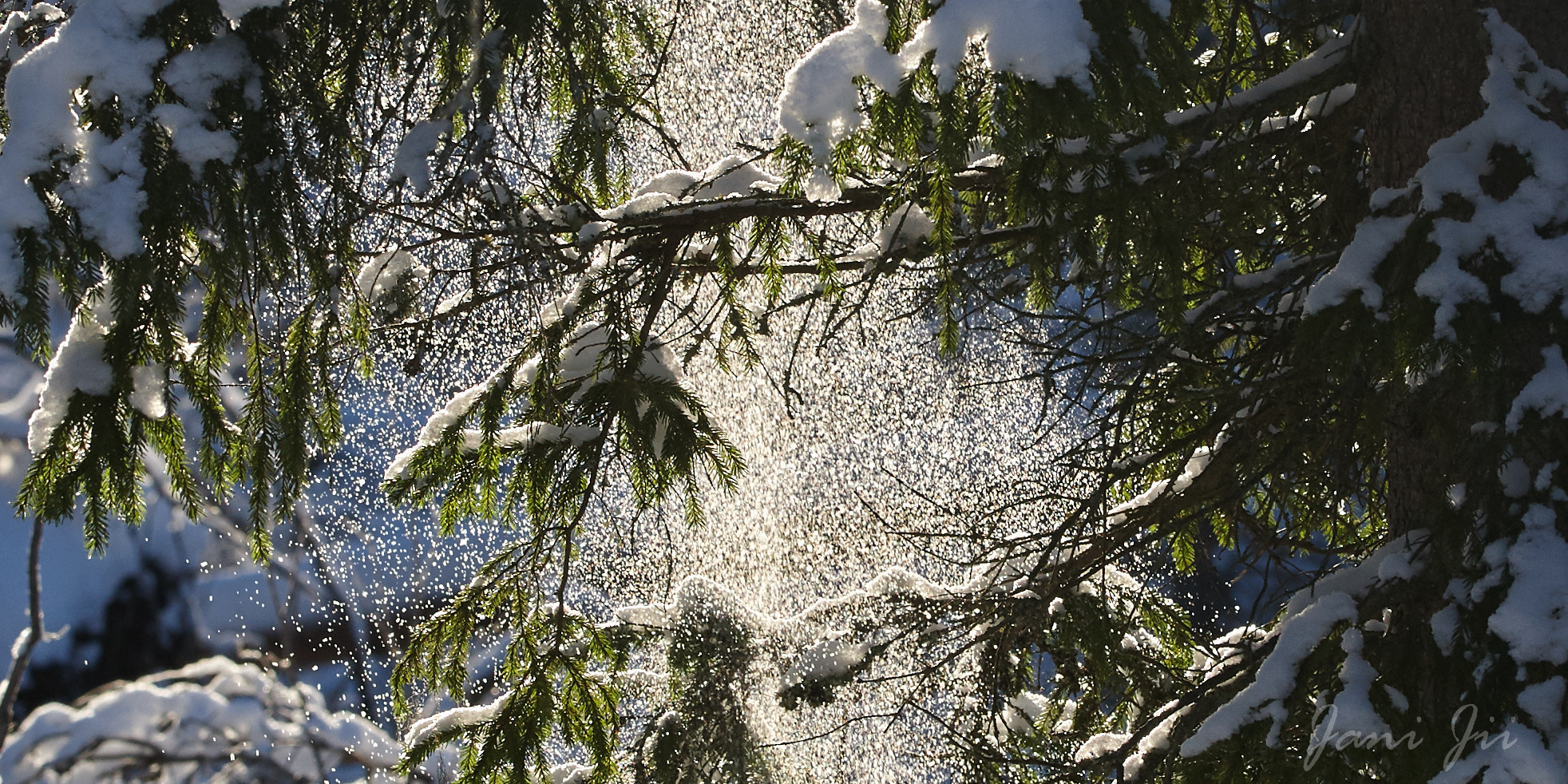 Canon EOS-1D Mark III sample photo. Powdering snow photography