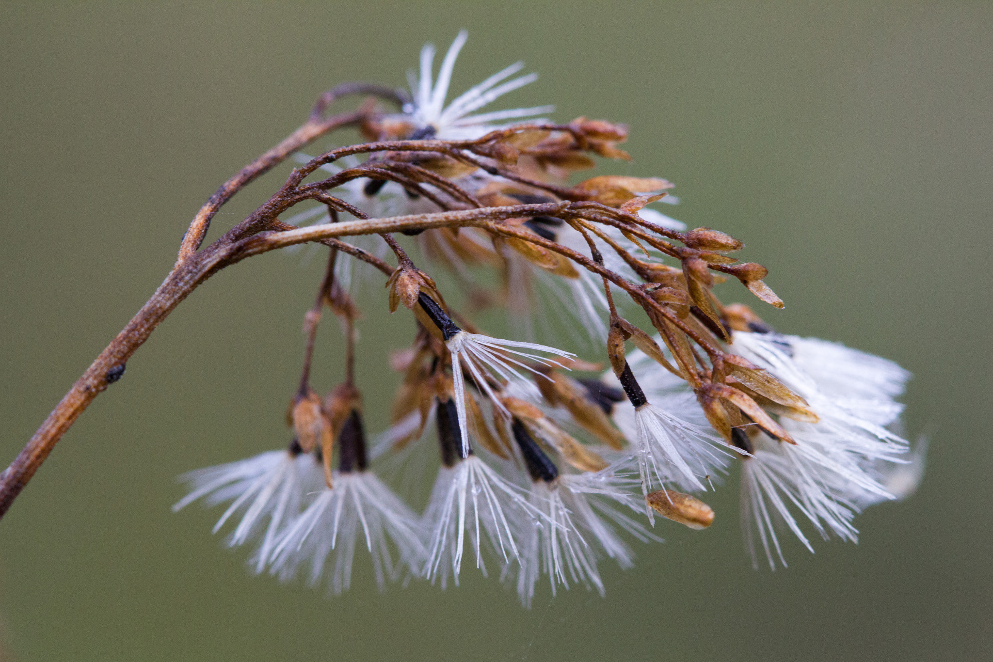 Canon EOS 60D + Canon EF 100mm F2.8 Macro USM sample photo. Flower photography