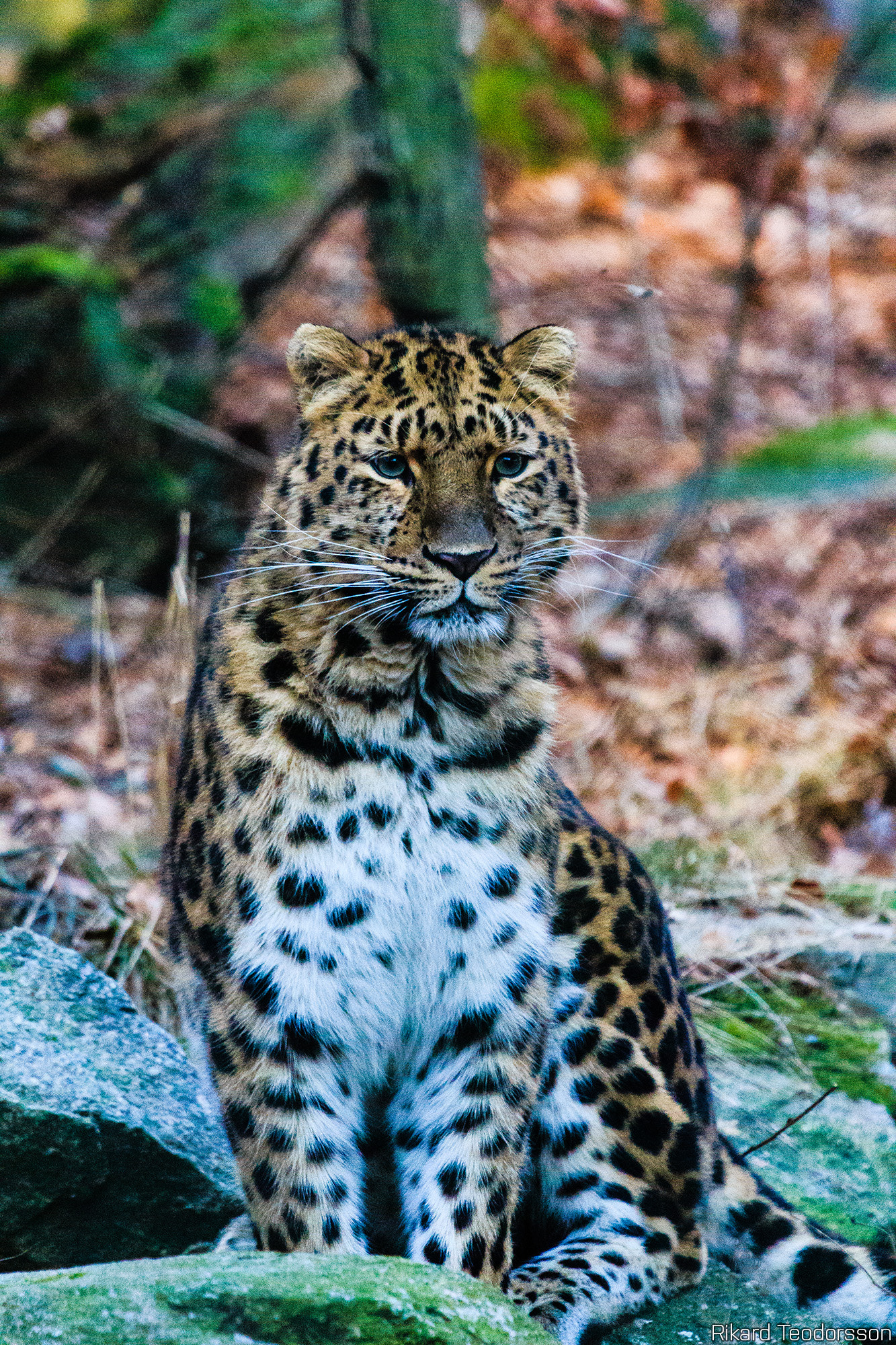 Canon EF 100-400mm F4.5-5.6L IS USM sample photo. Amur leopard photography
