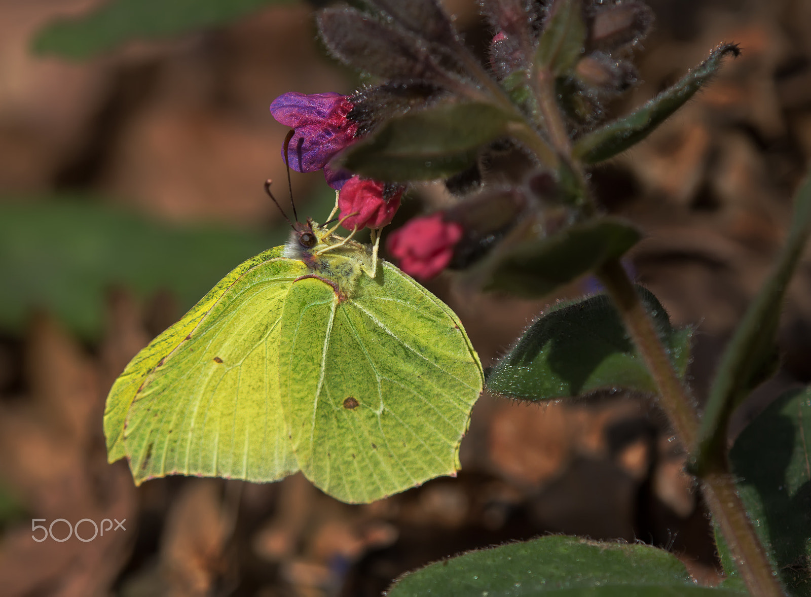 Tamron SP AF 180mm F3.5 Di LD (IF) Macro sample photo. Brimstone photography