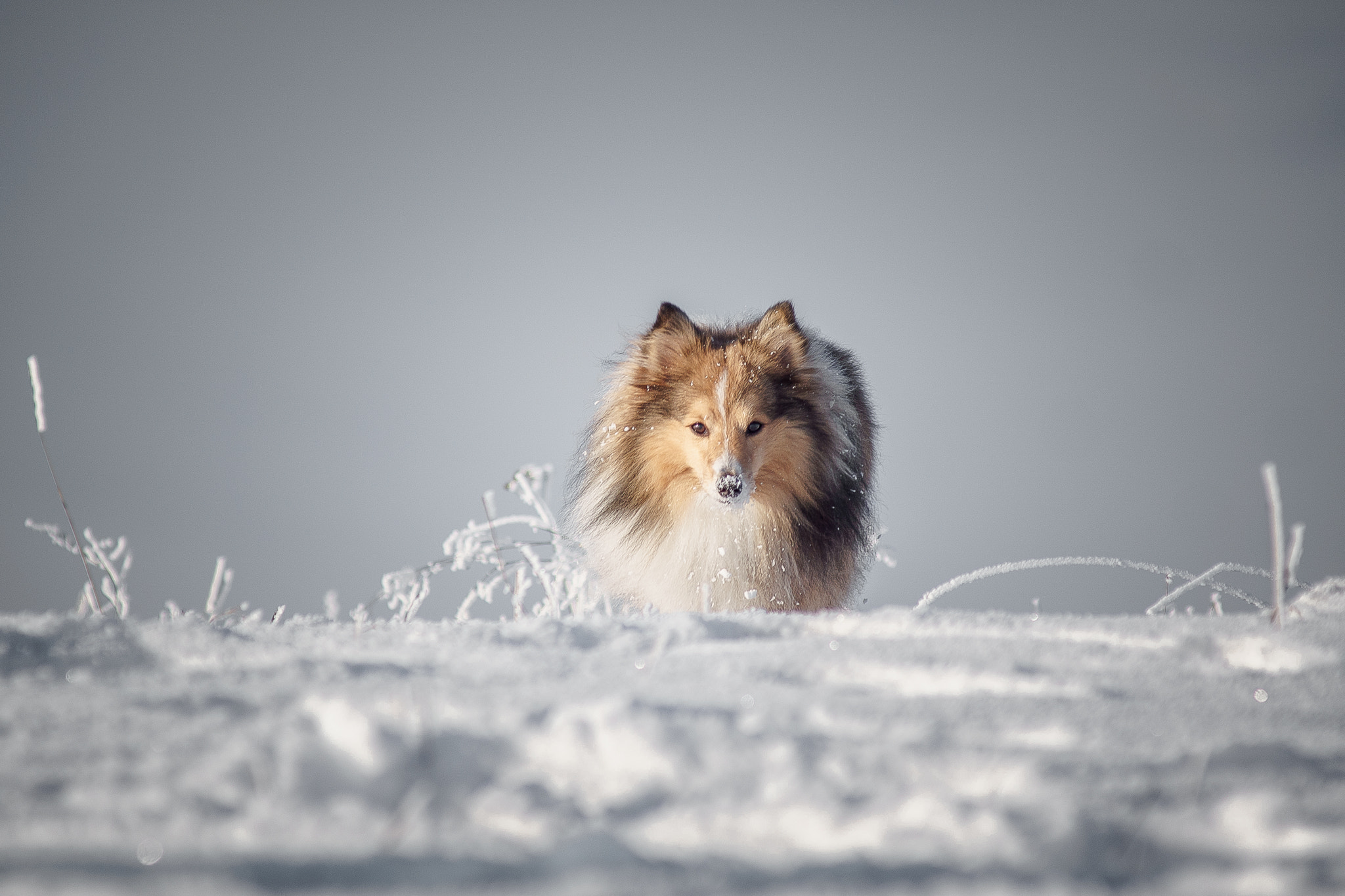 Minolta AF 80-200mm F2.8 HS-APO G sample photo. Snow eater photography