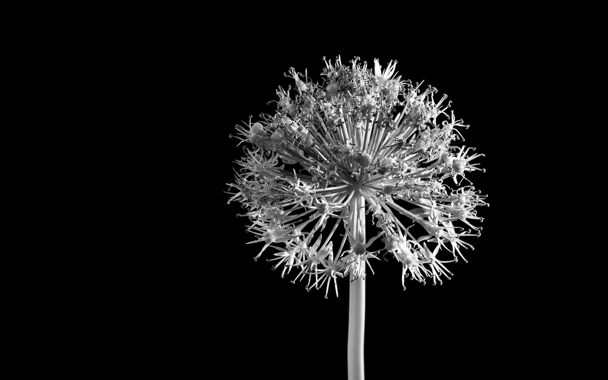 Panasonic Leica DG Macro-Elmarit 45mm F2.8 ASPH OIS sample photo. Black and white photography