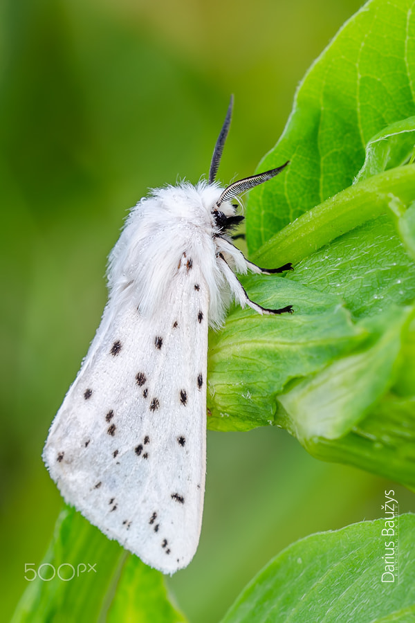 Sigma 150mm F2.8 EX DG OS Macro HSM sample photo. In white photography