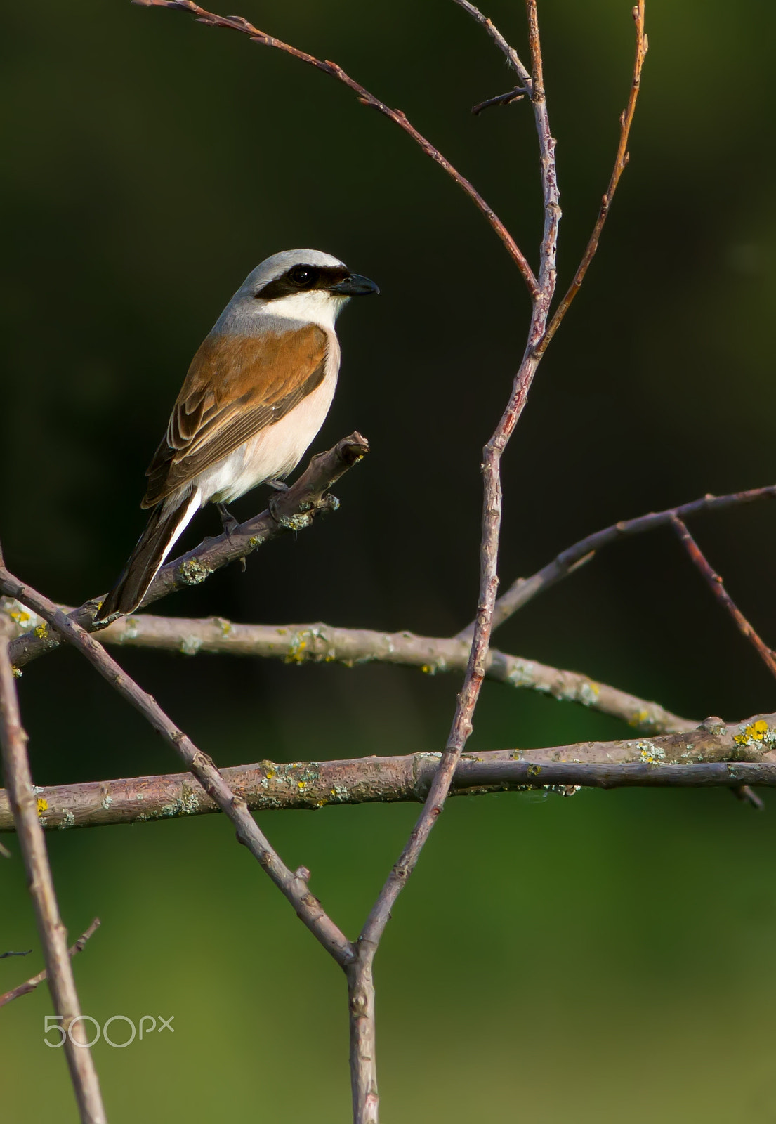 Canon EOS 60D + Canon EF 400mm F5.6L USM sample photo. Red-backed shrike (lanius collurio) photography