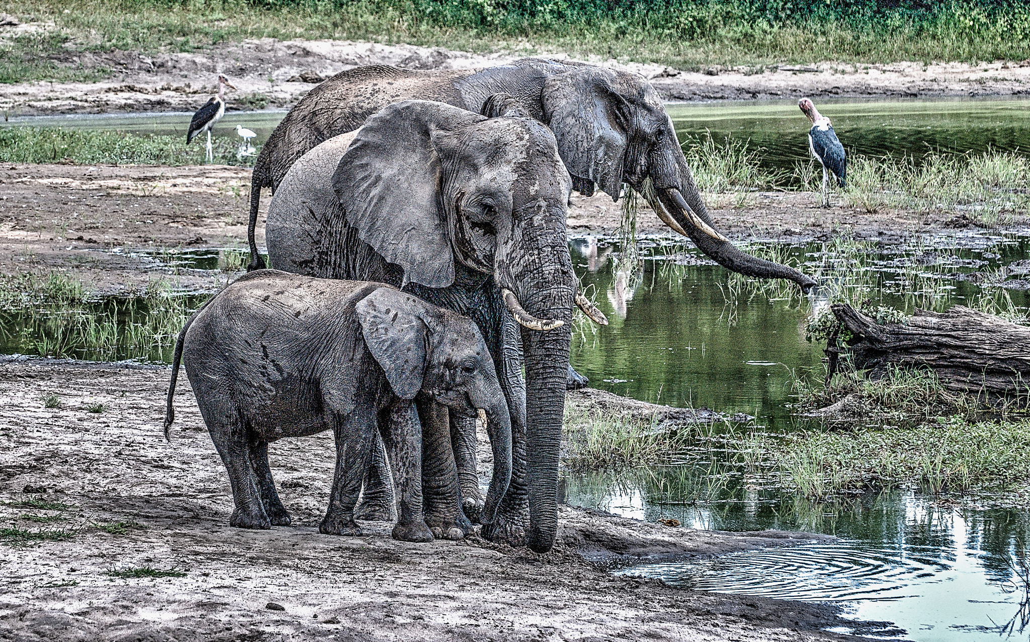 70.00 - 300.00 mm f/4.5 - 5.6 sample photo. Elephants family photography
