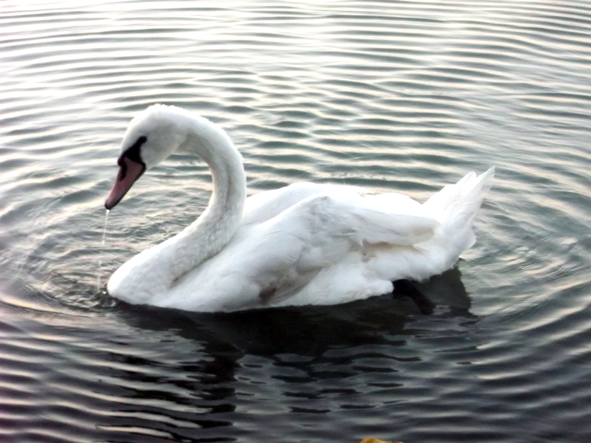 Fujifilm FinePix AX500 sample photo. Swan photography