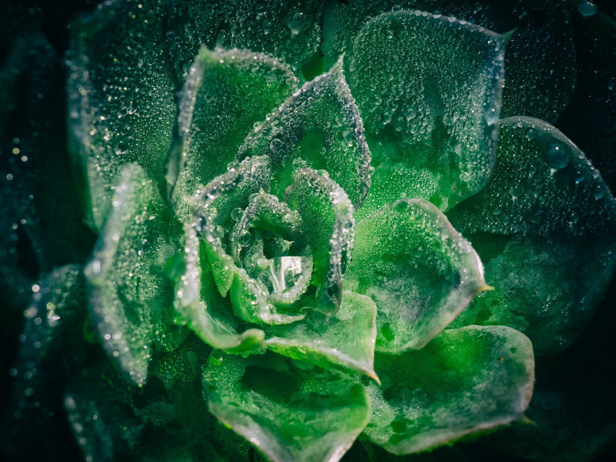 Panasonic Leica DG Macro-Elmarit 45mm F2.8 ASPH OIS sample photo. Tiny drops... photography
