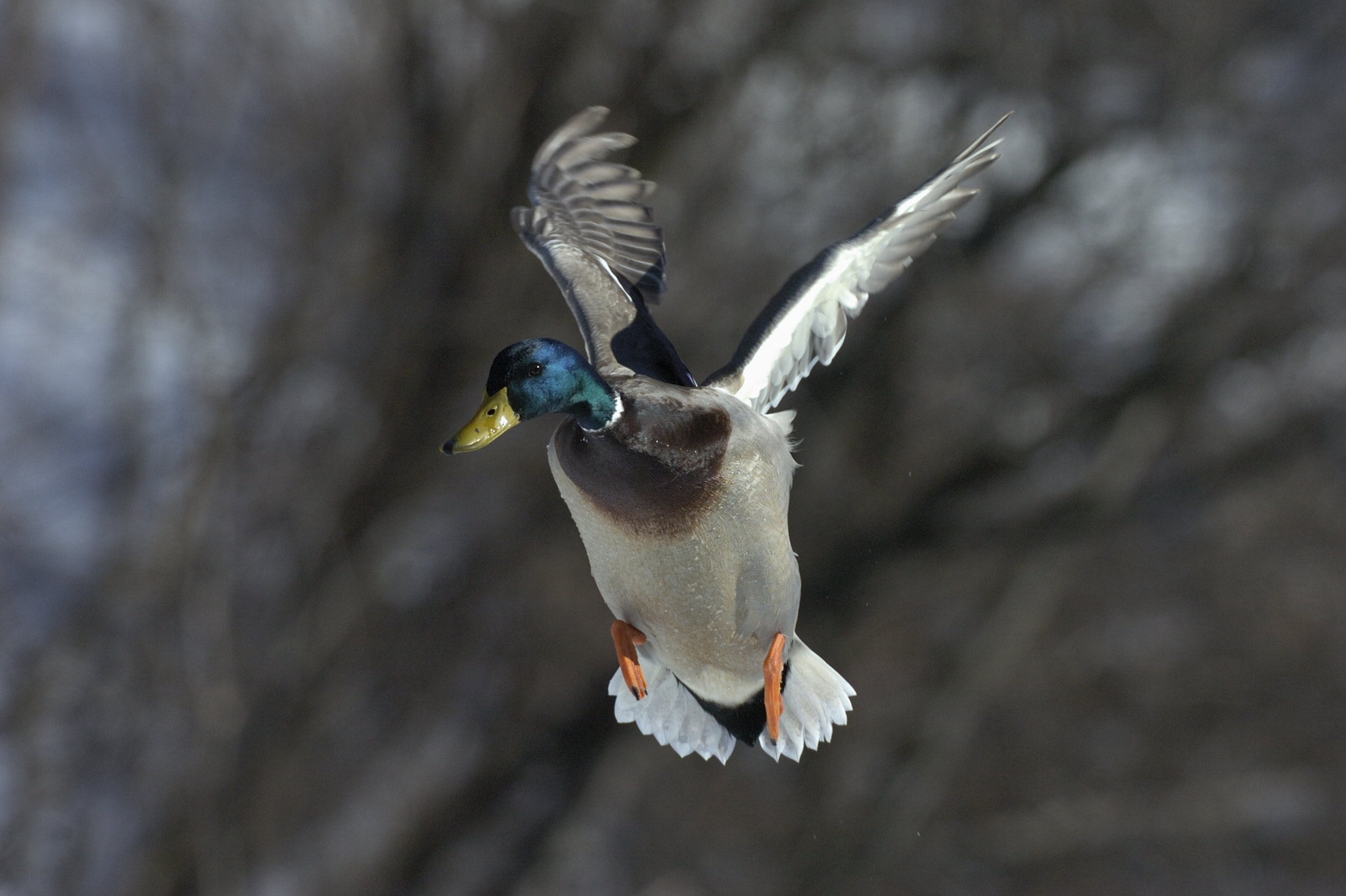 Nikon D2Hs sample photo. Wings up photography