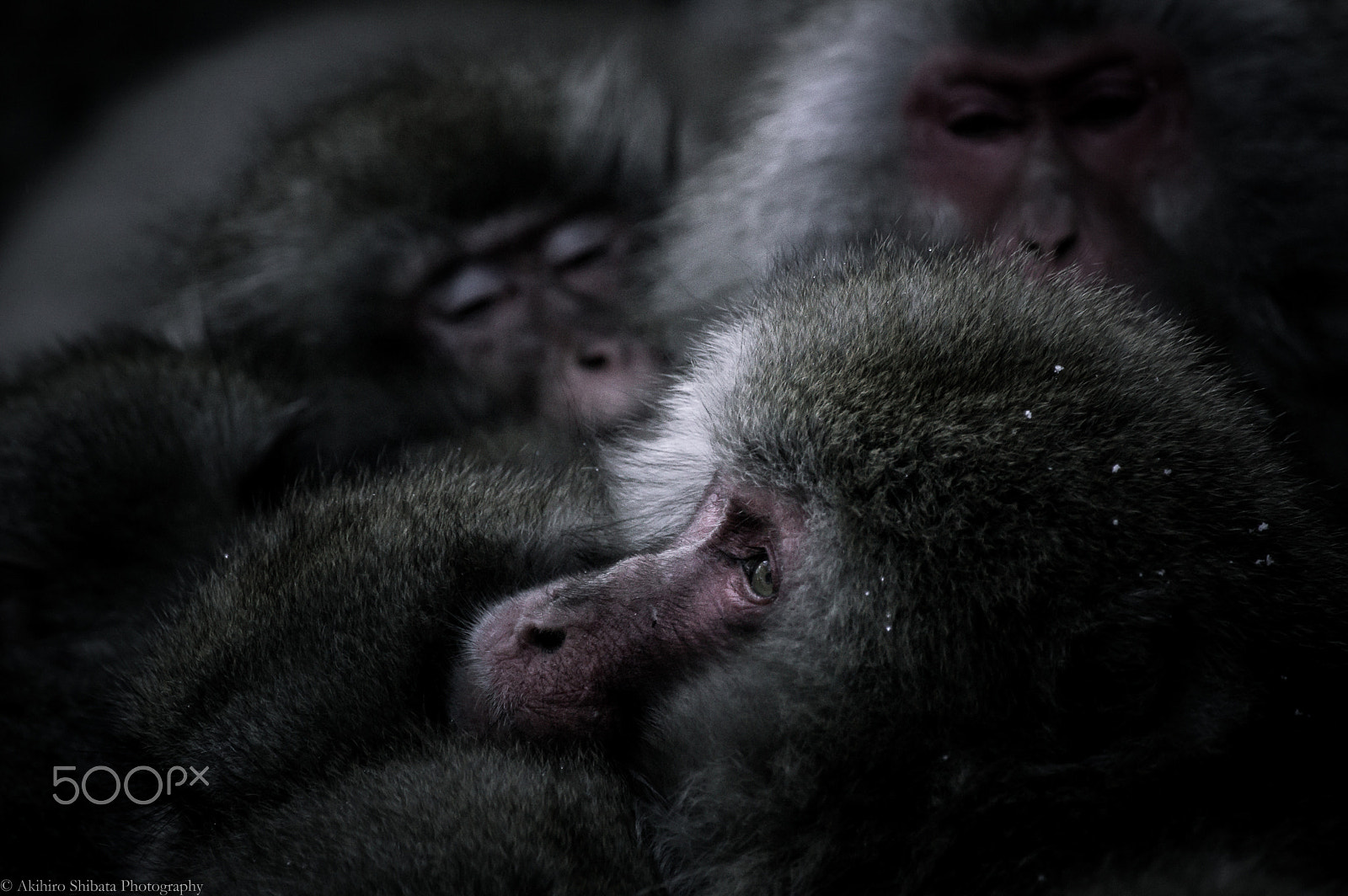 Pentax K-3 sample photo. Eye photography
