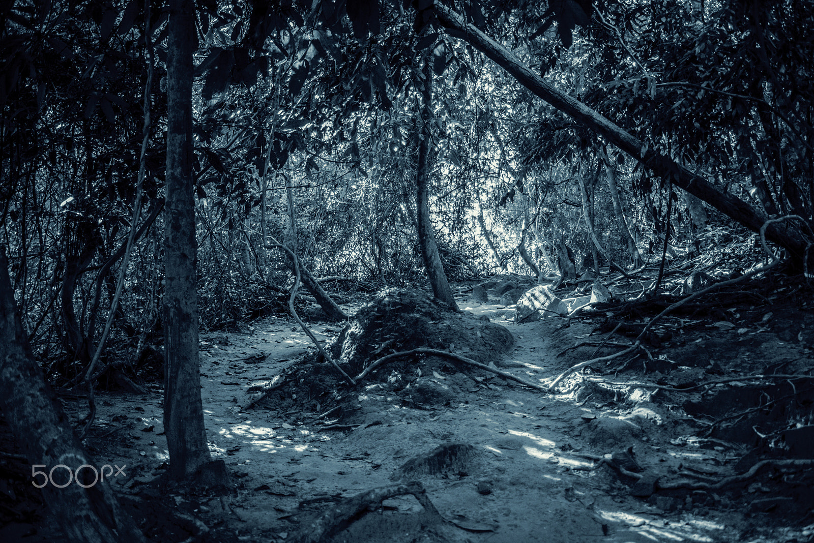 AF Zoom-Nikkor 35-80mm f/4-5.6D sample photo. Spooky woods in cambodia photography