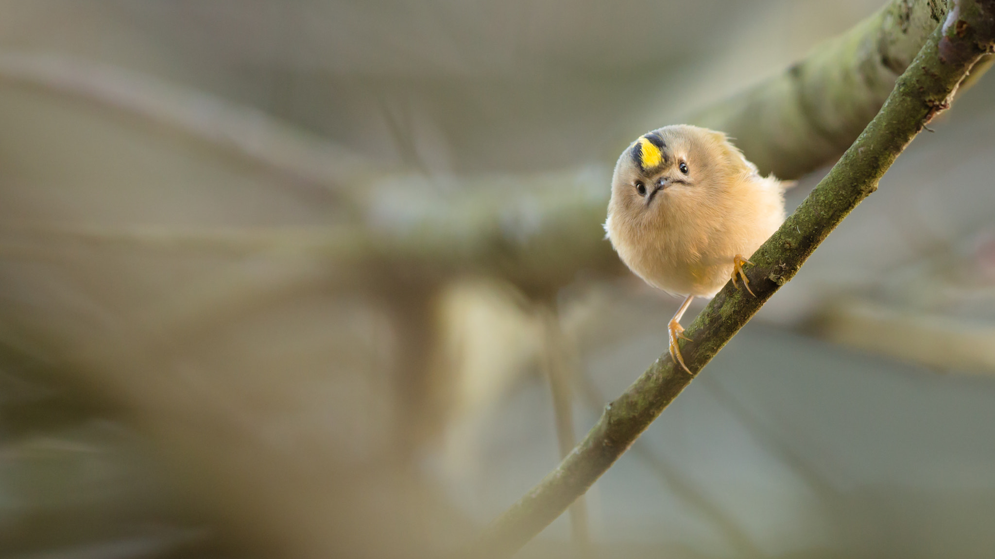 Canon EF 500mm F4L IS II USM sample photo. Boule de plumes photography