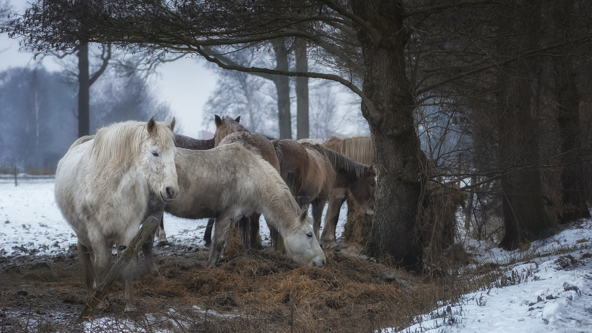 Sony Alpha DSLR-A500 + Minolta AF 70-210mm F4 Macro sample photo. The herd photography