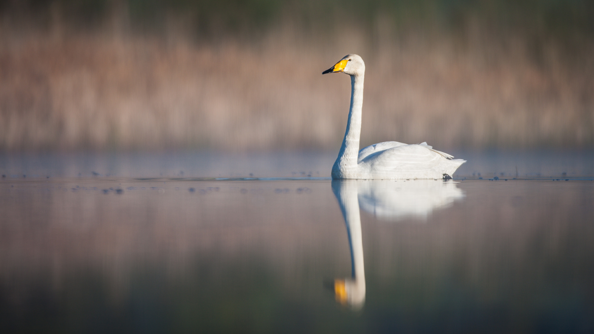 Canon EF 600mm f/4L IS sample photo. Calm morning photography