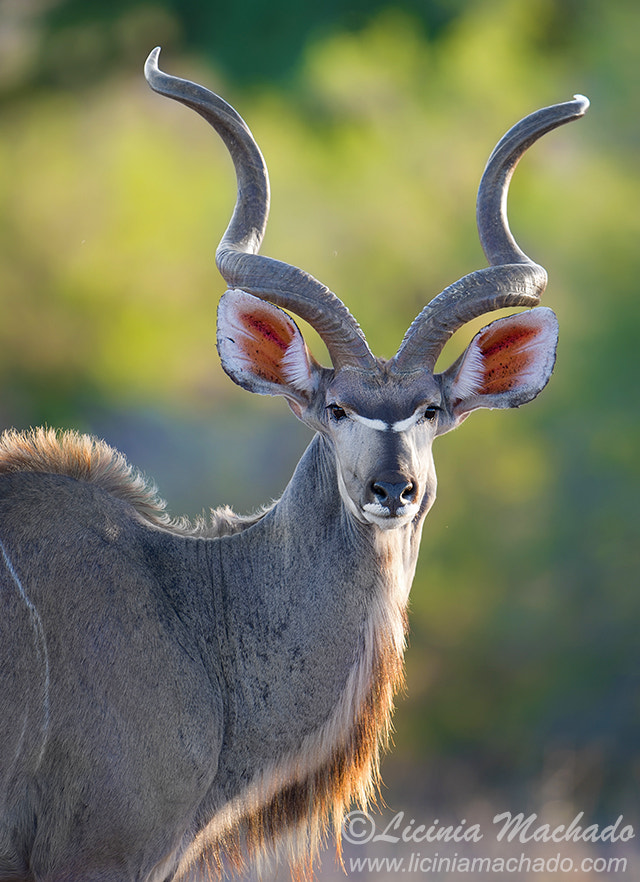 Nikon D3S + Nikon AF-S Nikkor 500mm F4G ED VR sample photo. Kudu photography