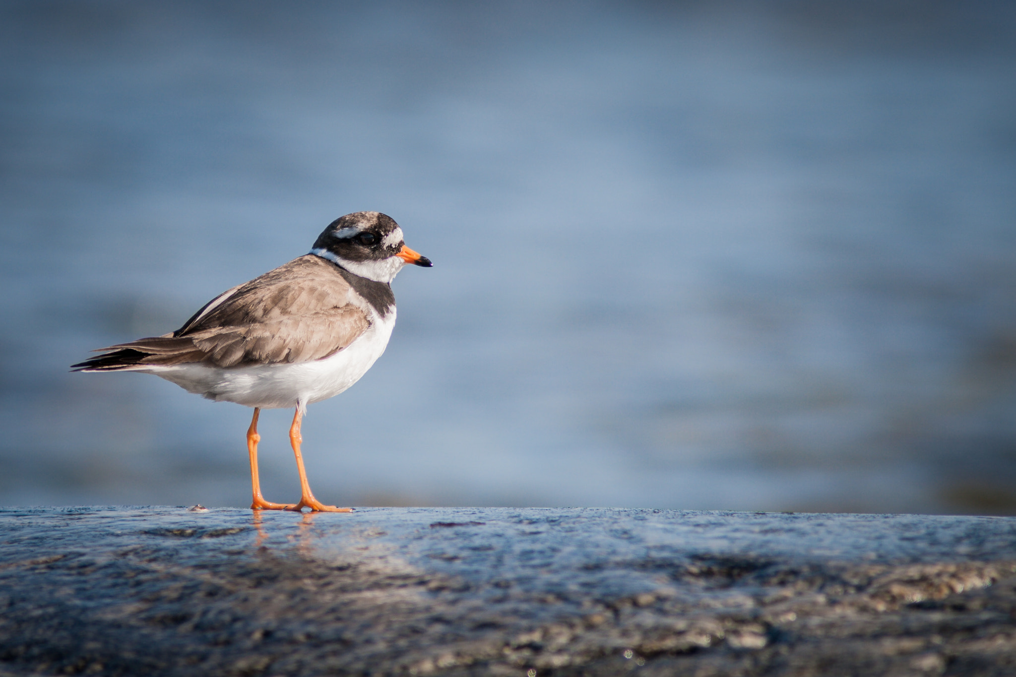 Canon EF 300mm F4L IS USM sample photo. Seaside view photography