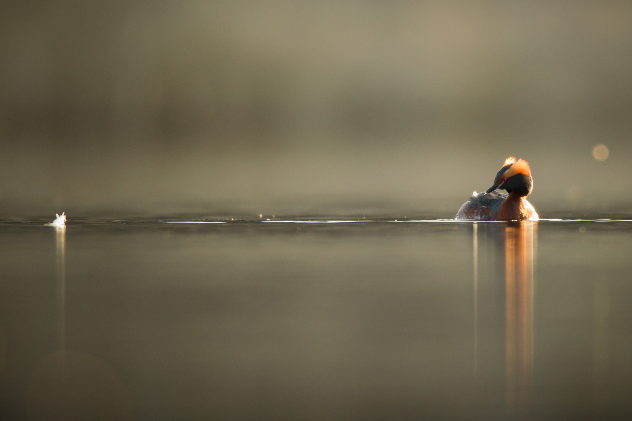 Canon EF 600mm f/4L IS sample photo. A part of me... photography