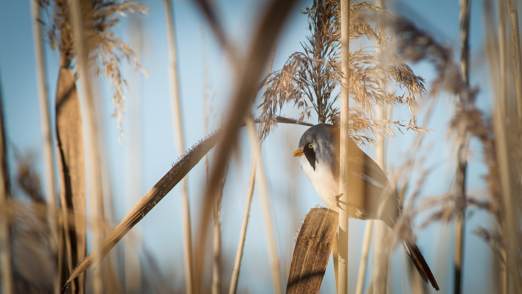 Canon EOS 7D + Canon EF 300mm f/2.8L sample photo. Bearded reedling photography