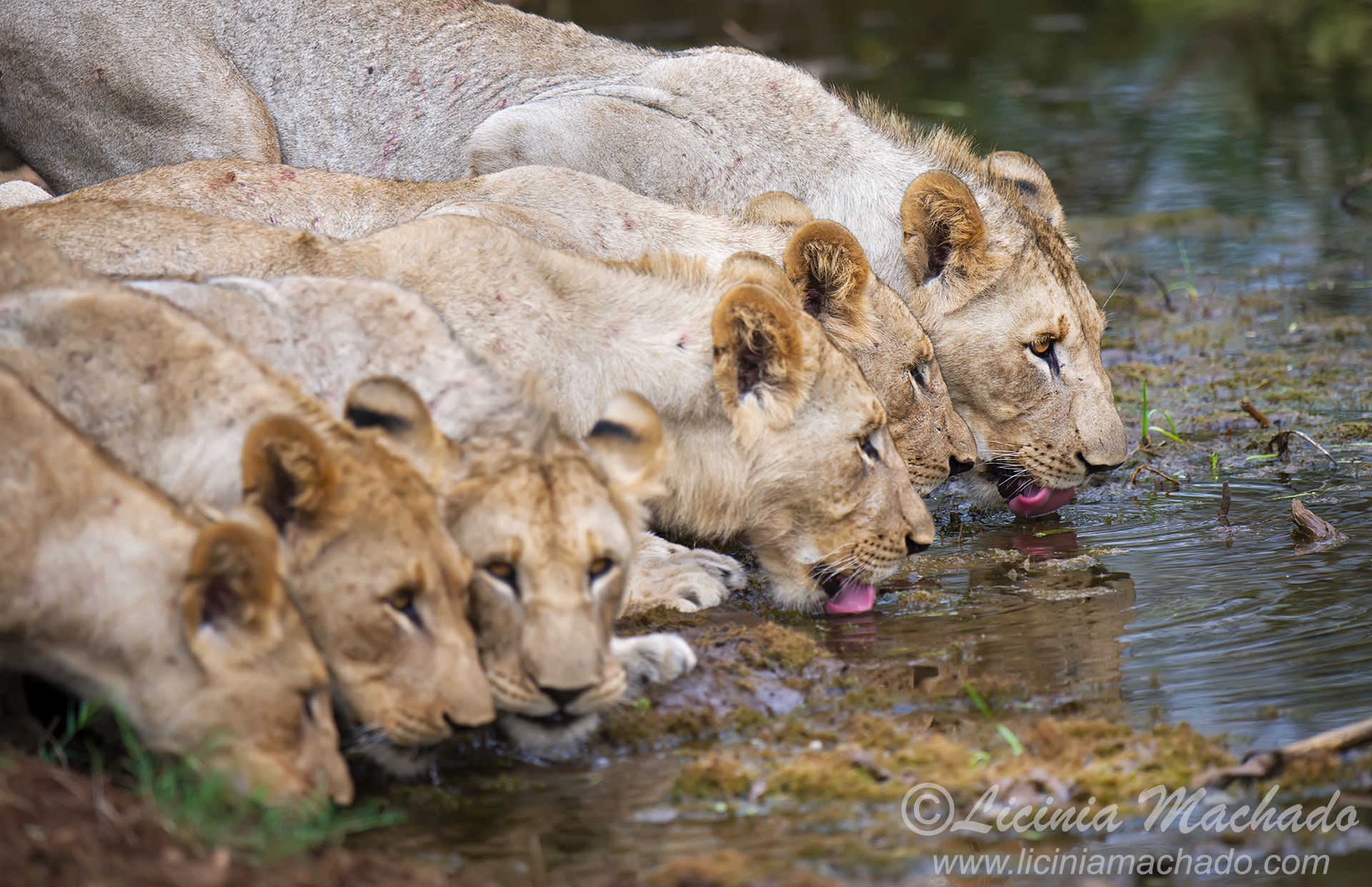 Nikon D3S + Nikon AF-S Nikkor 500mm F4G ED VR sample photo. 6 in a row photography