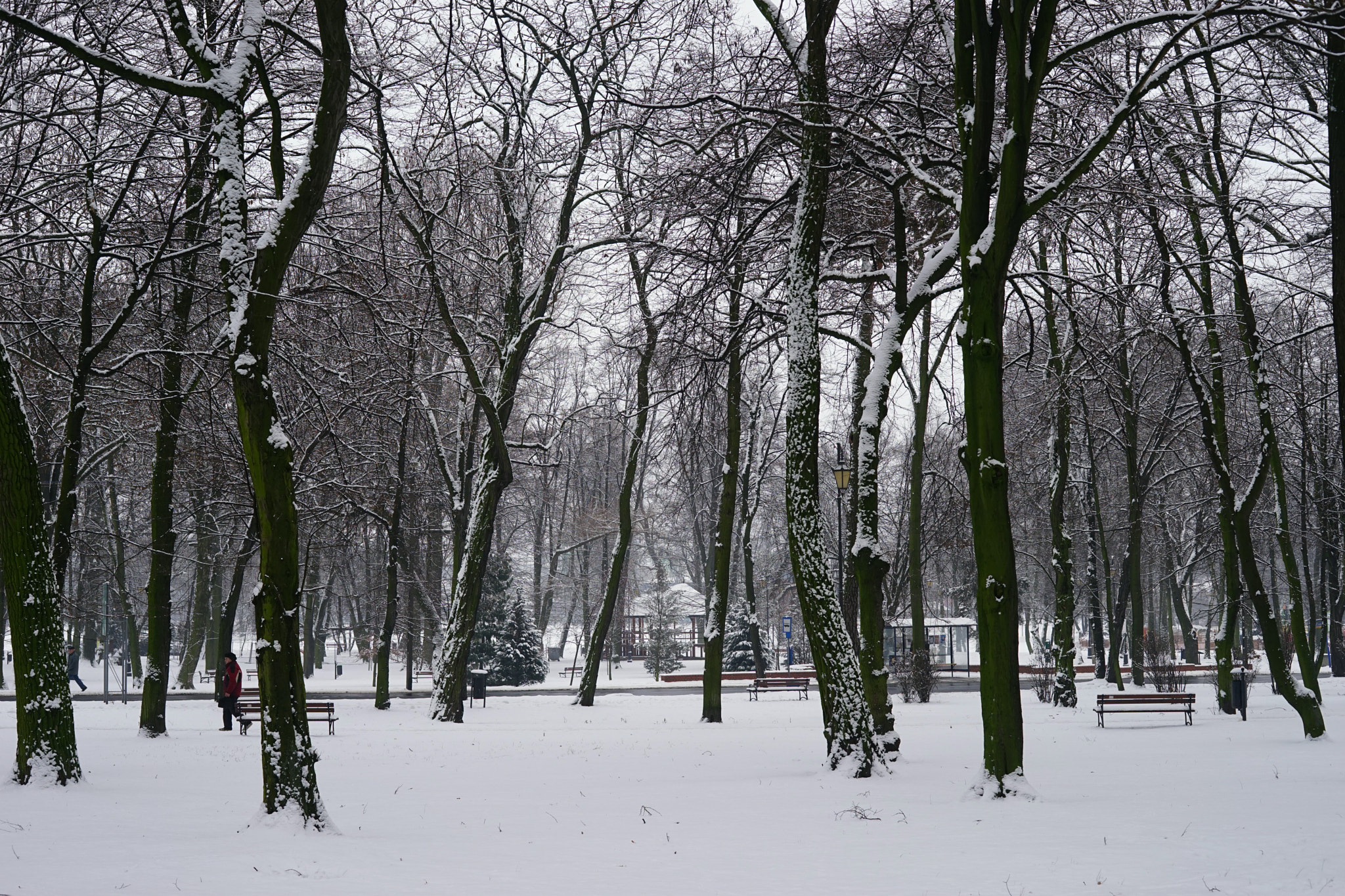 Sony a7 + Minolta AF 50mm F1.4 [New] sample photo. Winter nature photography