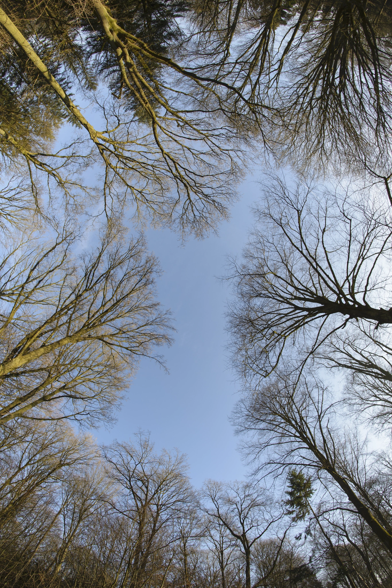 Samyang 12mm F2.8 ED AS NCS Fisheye sample photo. Straight up! photography