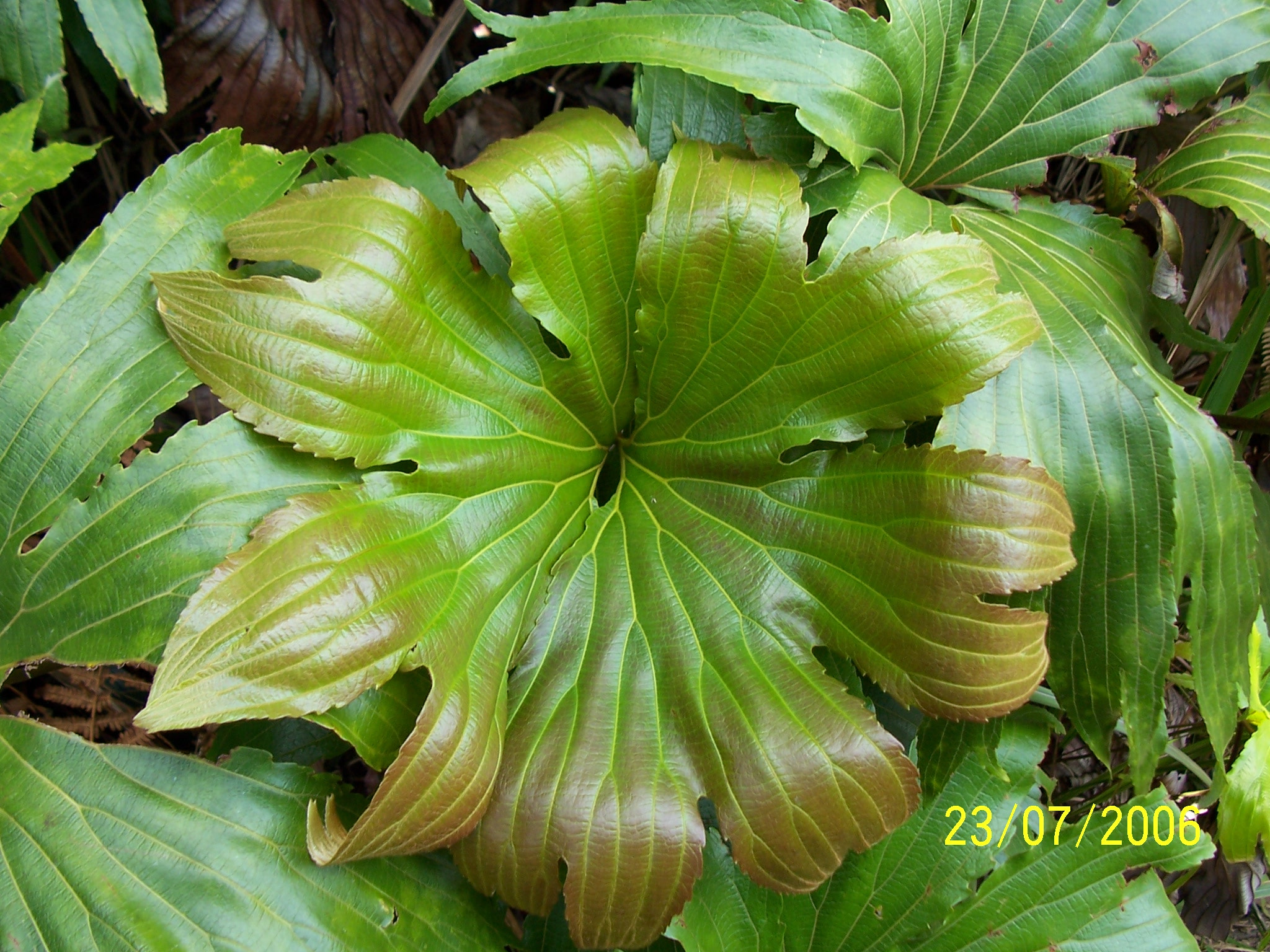 Kodak Z700 ZOOM DIGITAL CAMERA sample photo. Leaf or flower ? photography